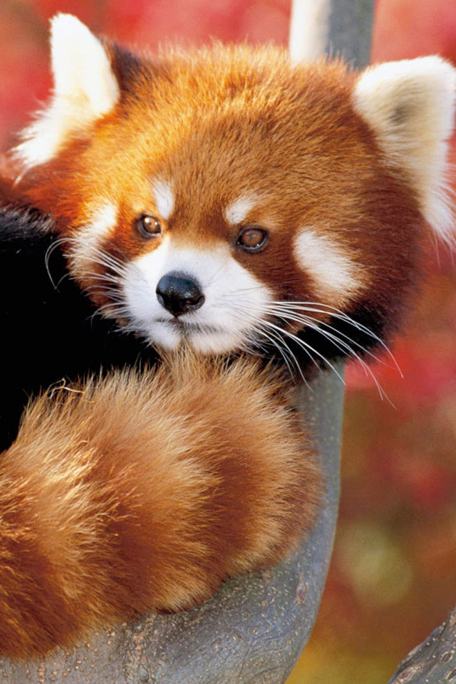 Red Panda Wallpaper - Red Panda Bear Cubs - HD Wallpaper 