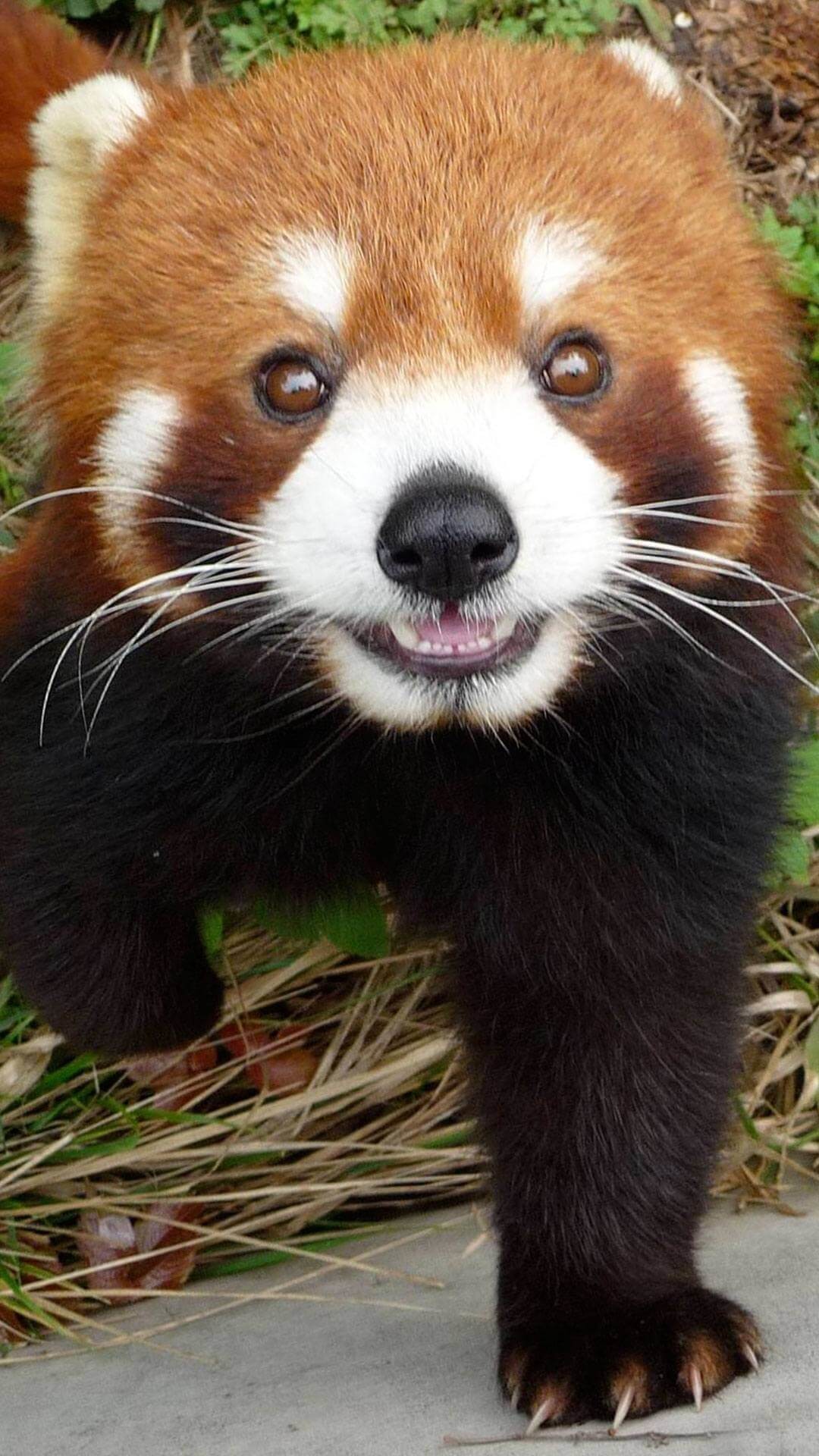 Cute Red Panda Wallpaper Iphone Hd 
 Data-src - Red Panda Wallpaper Iphone - HD Wallpaper 