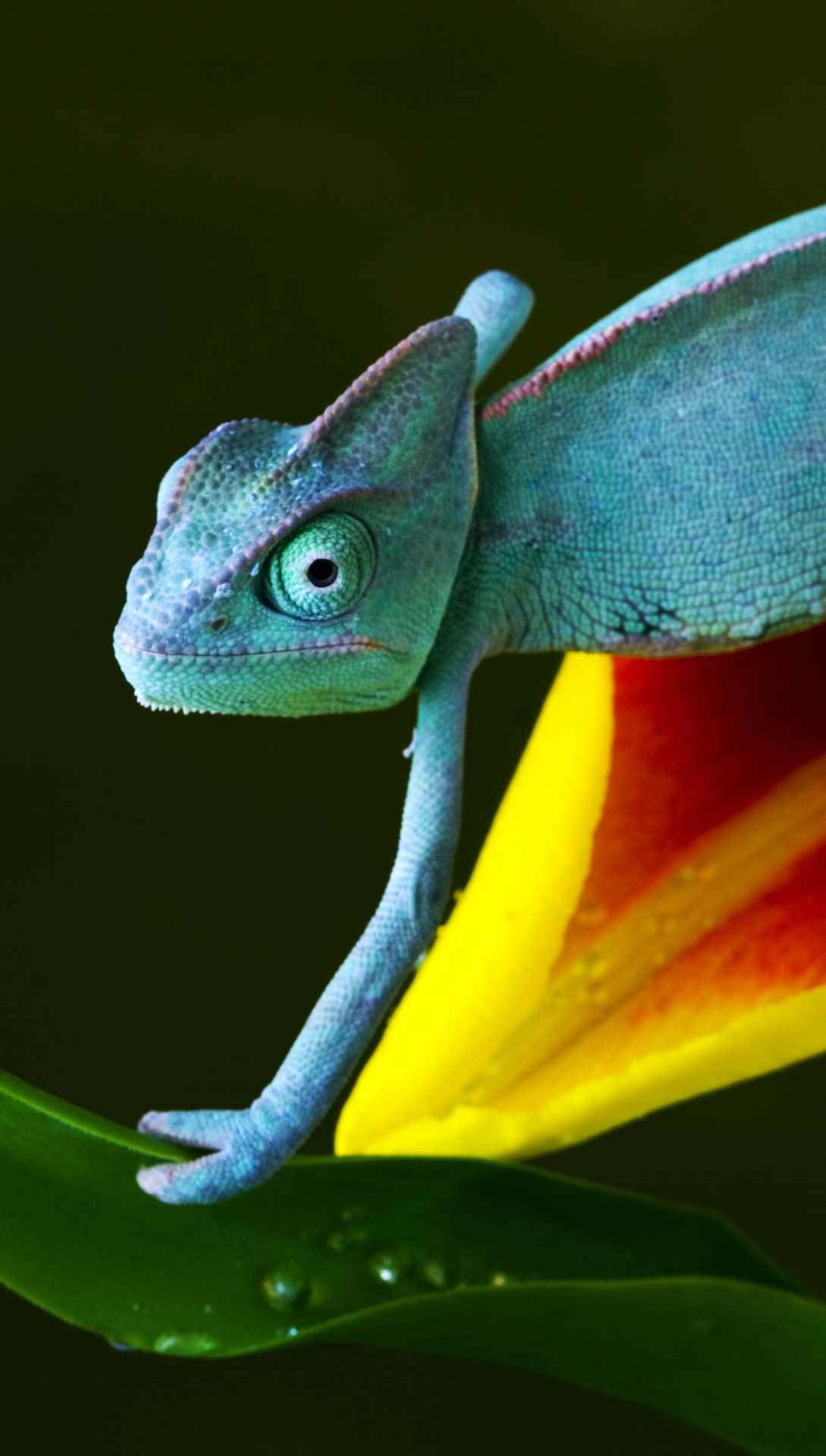 Chameleon Htc One Wallpaper - Blue Chameleon - HD Wallpaper 