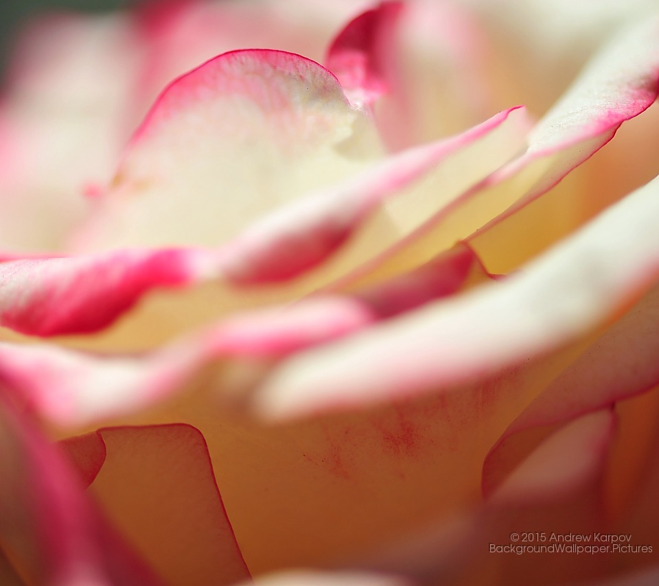 Rose Flower Wallpapers - Pozadie Na Plochu Ruže - HD Wallpaper 