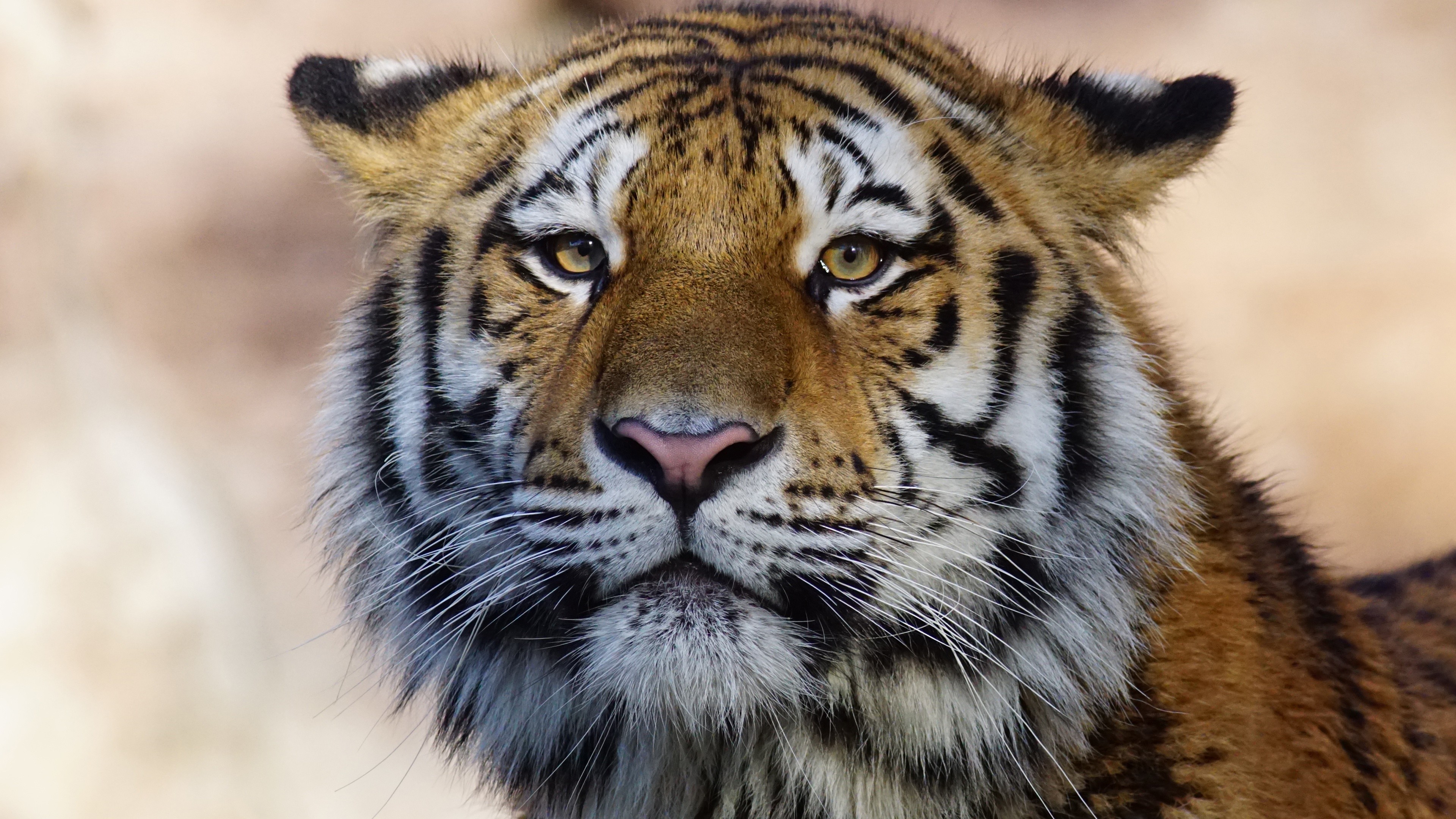 Tiger Wild Animal 4k 
 Data-src /w/full/7/8/9/458116 - Animales Full Hd 4k - HD Wallpaper 