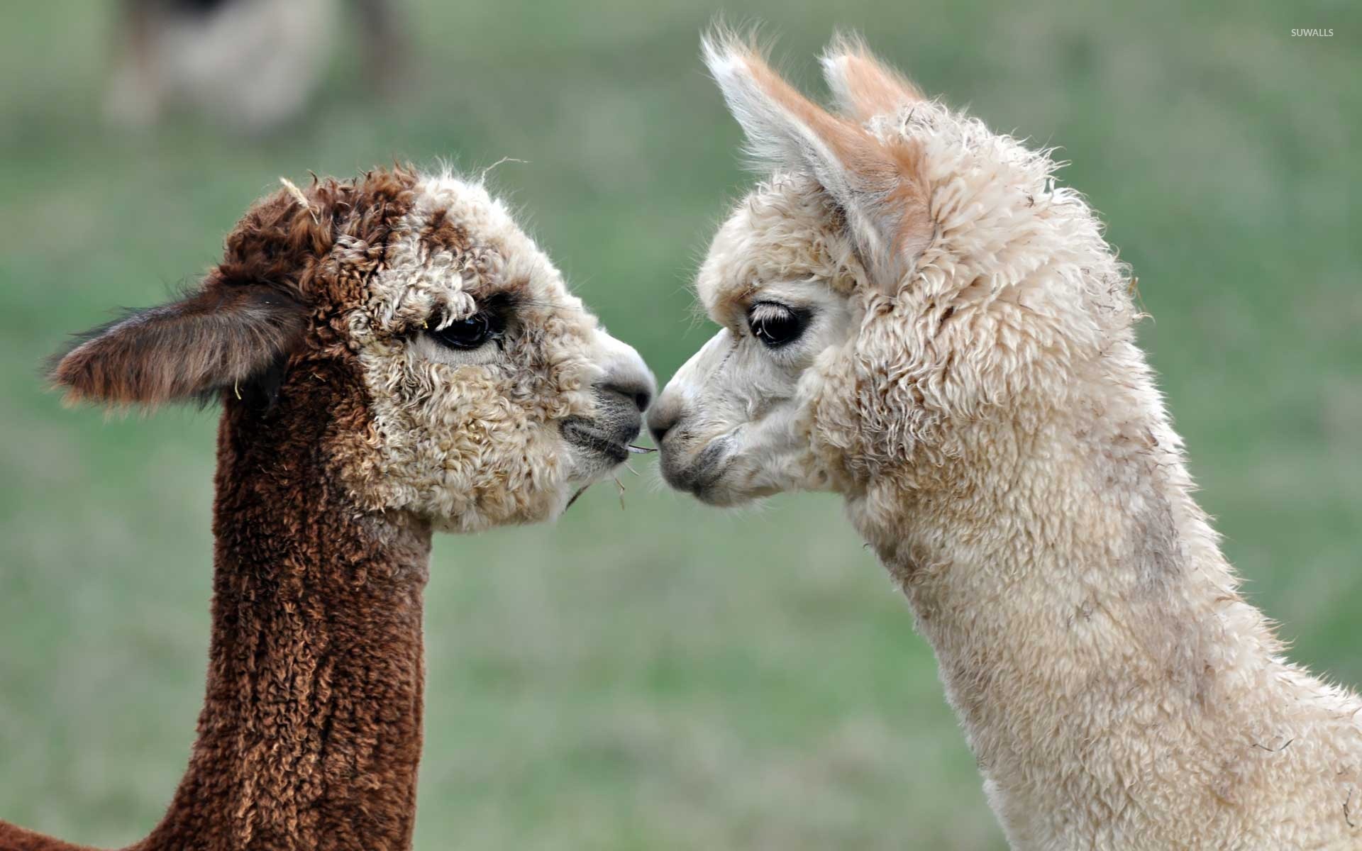Alpaca And Llama Friends - HD Wallpaper 
