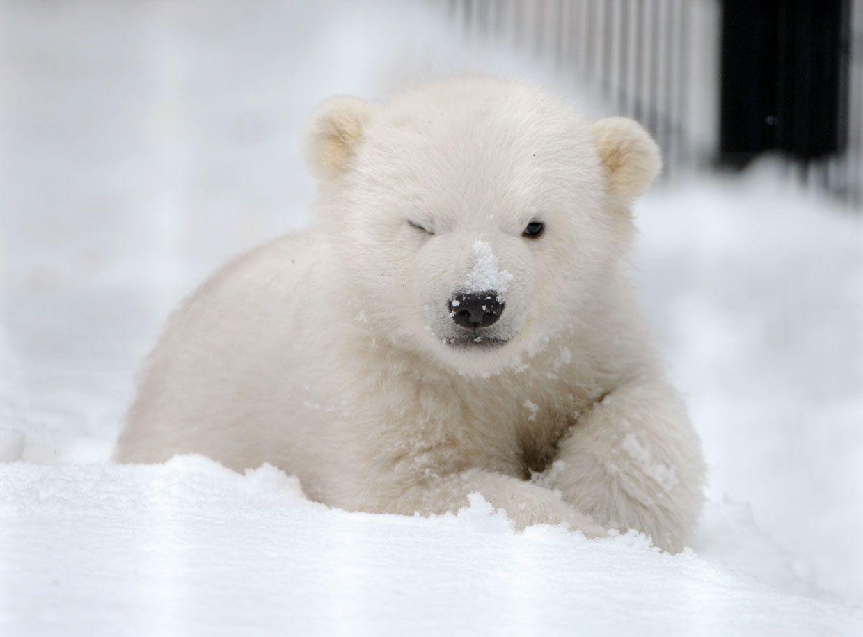 Cute Polar Bear Wallpaper For Iphone - Cute Polar Bear Hd - HD Wallpaper 
