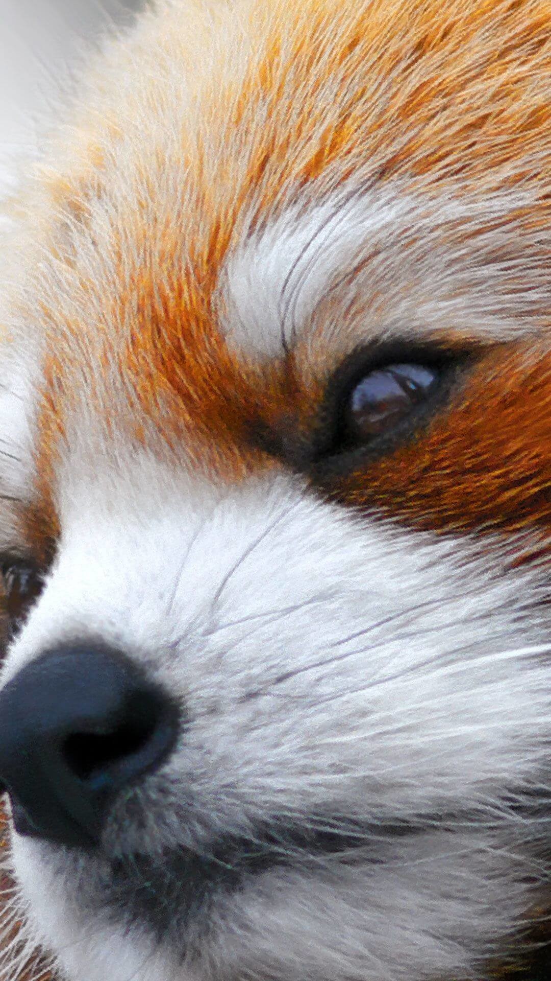 Angry Red Panda Wallpaper Iphone Hd Data-src - Red Panda Wallpaper Phone - 1080x1920 Wallpaper Angry Red Panda Wallpaper Iphone Hd Data-src - Red Panda Wallpaper Phone - 1080x1920 Wallpaper