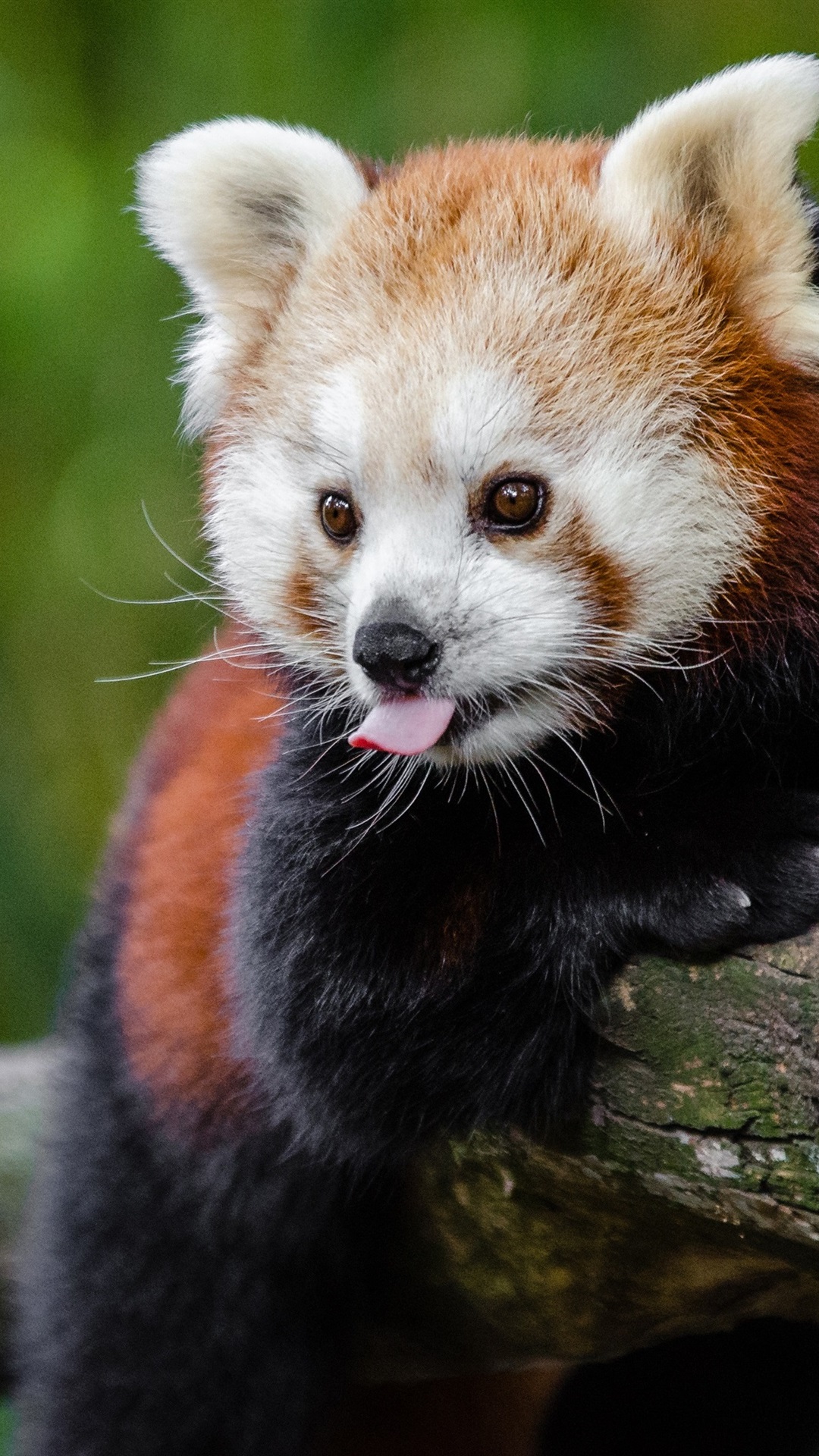 Iphone Wallpaper Red Panda Playful, Tongue - Red Panda - HD Wallpaper 