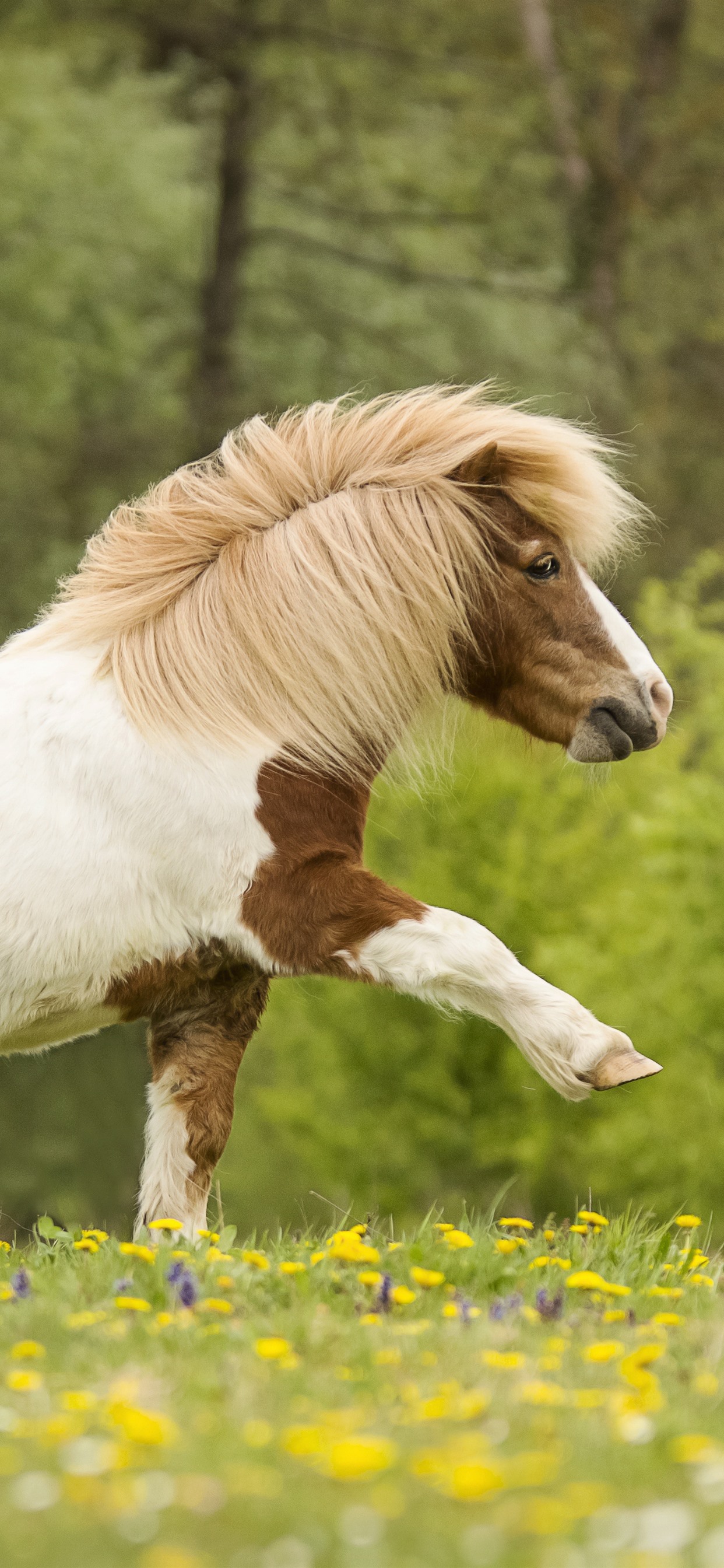 Iphone Wallpaper Pony Walking, Wildflowers - بوني حصان صغير - HD Wallpaper 