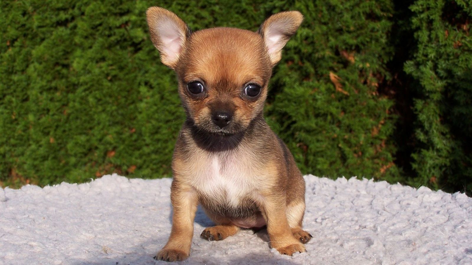 Types Of Chihuahua - HD Wallpaper 