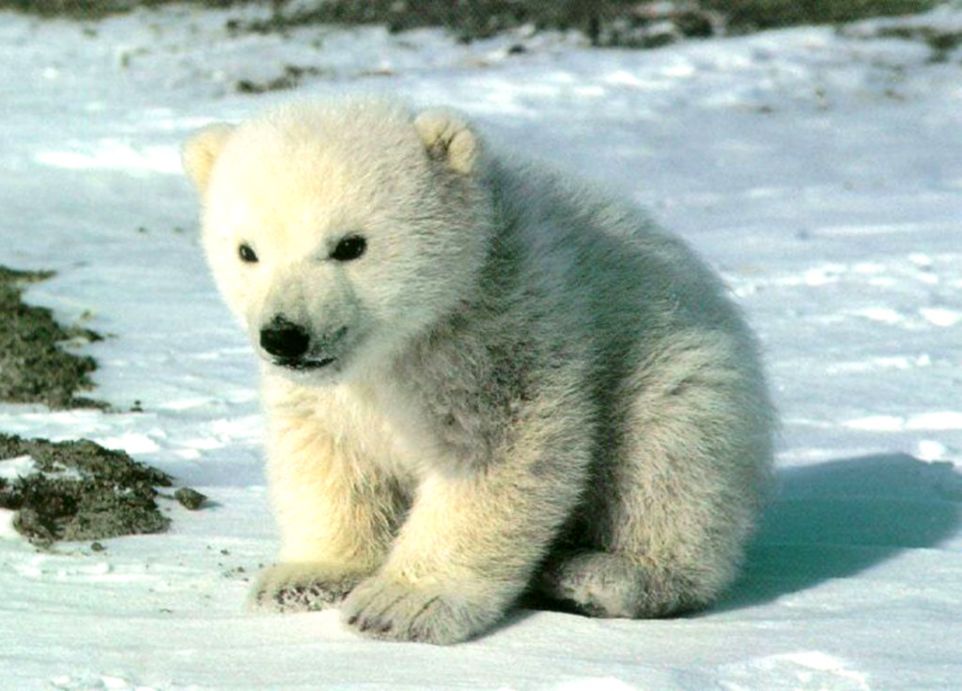 Baby Polar Bear Hd Wallpapers Reedmirchi - Polar Bears Baby - HD Wallpaper 