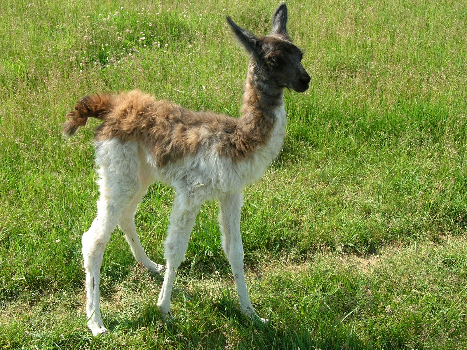 Llama Wallpapers - Alpacas Hd Llama - HD Wallpaper 