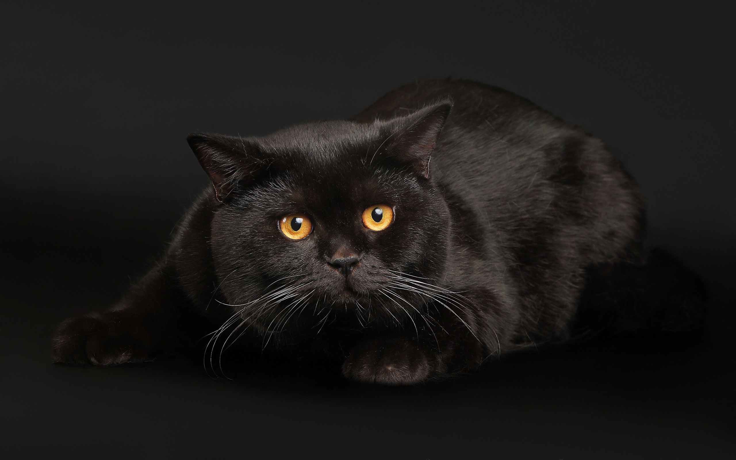 Fat Black Cat Wallpaper - Fat Black Cat - HD Wallpaper 
