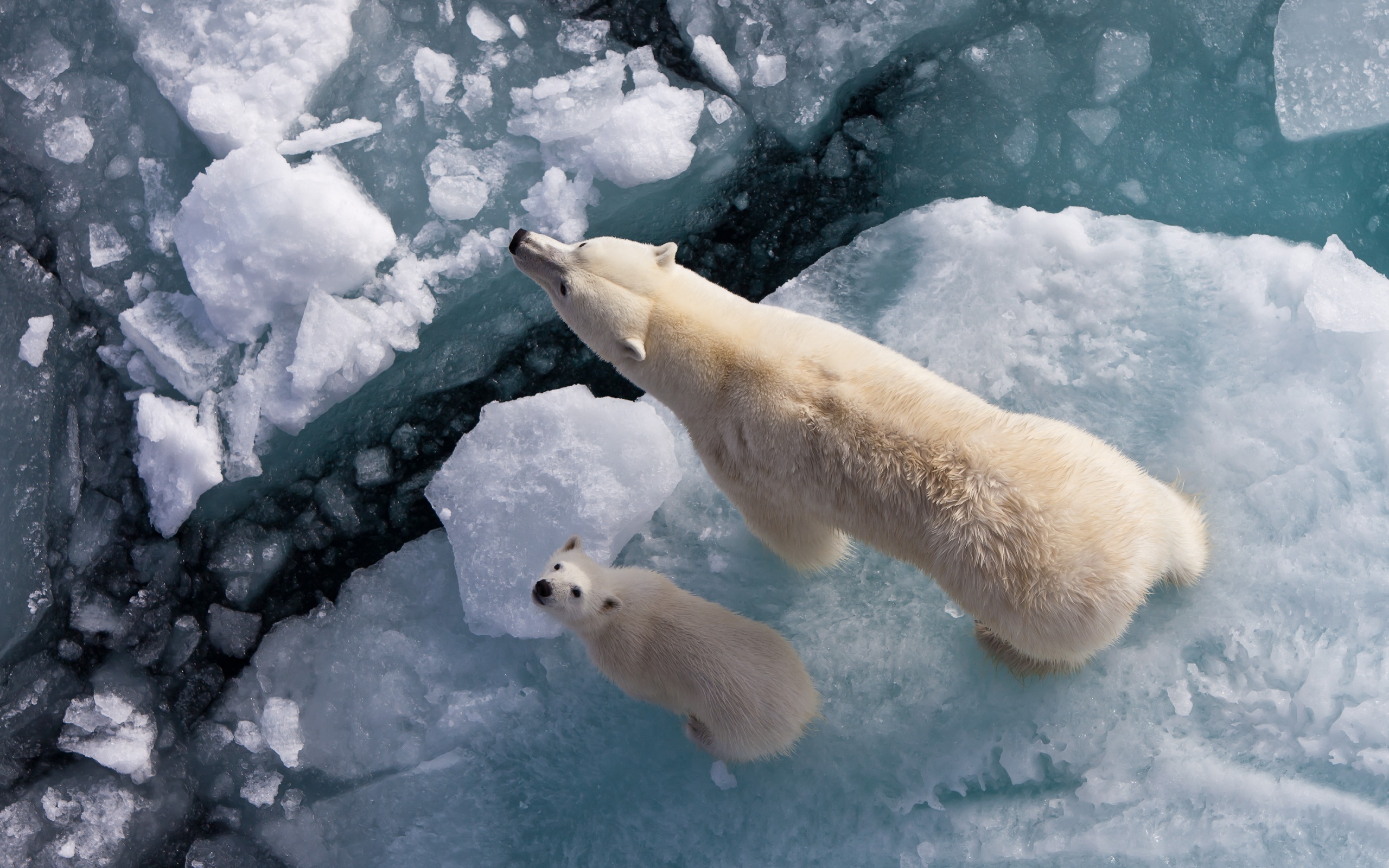 Pretty Full Resolution Backgrounds Of Polar Bear, Px - Polar Bear From Above - HD Wallpaper 