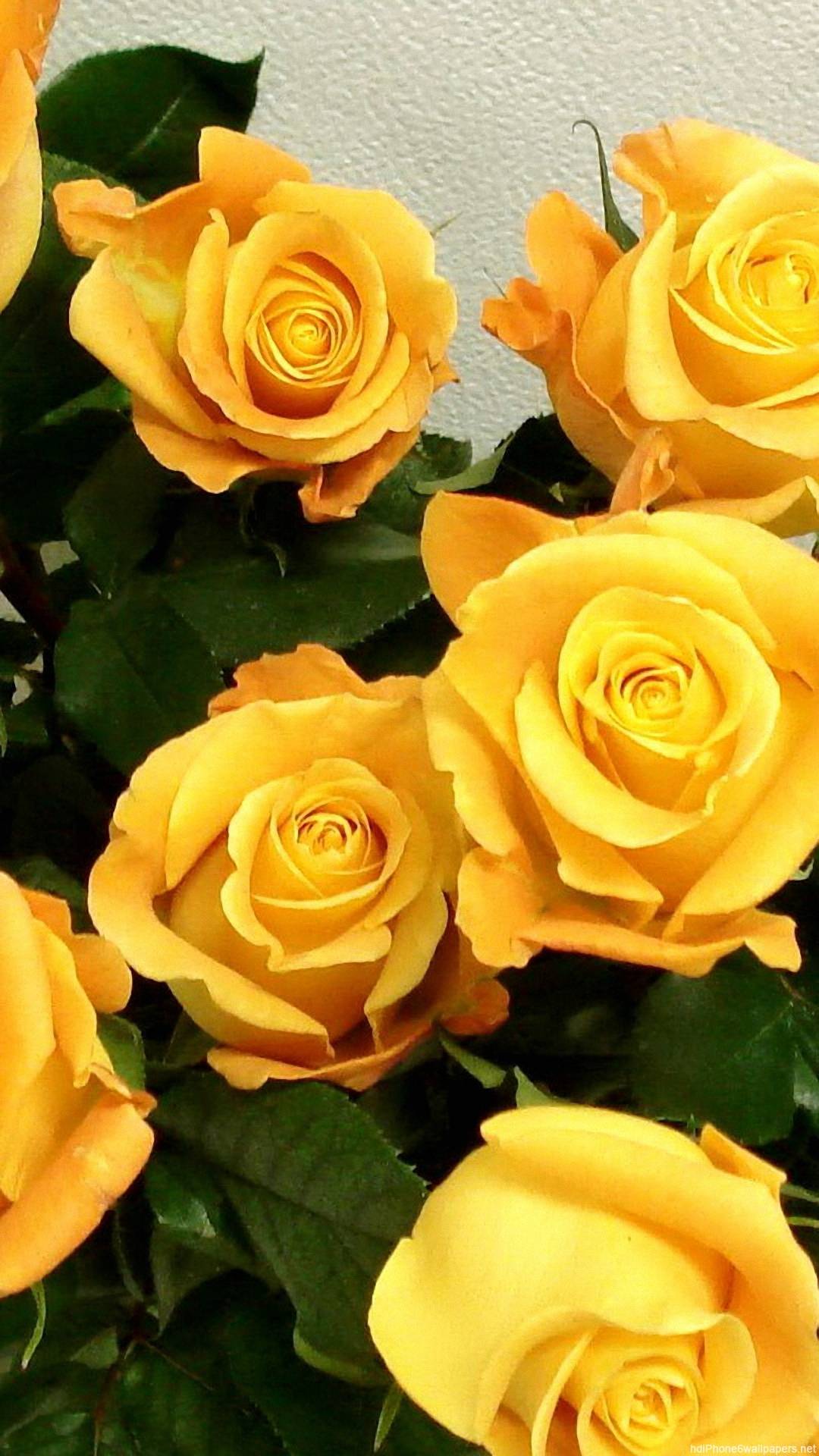 Beautiful Yellow Flowers Wallpapers Phone Is 4k Wallpaper - Yellow Wallpaper For Phone - 1080x1920 Wallpaper Beautiful Yellow Flowers Wallpapers Phone Is 4k Wallpaper - Yellow Wallpaper For Phone - 1080x1920 Wallpaper