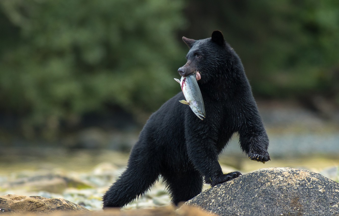 Photo Wallpaper Stone, Fish, Bear, Catch, Baribal, - Black Bear Get Fish - HD Wallpaper 