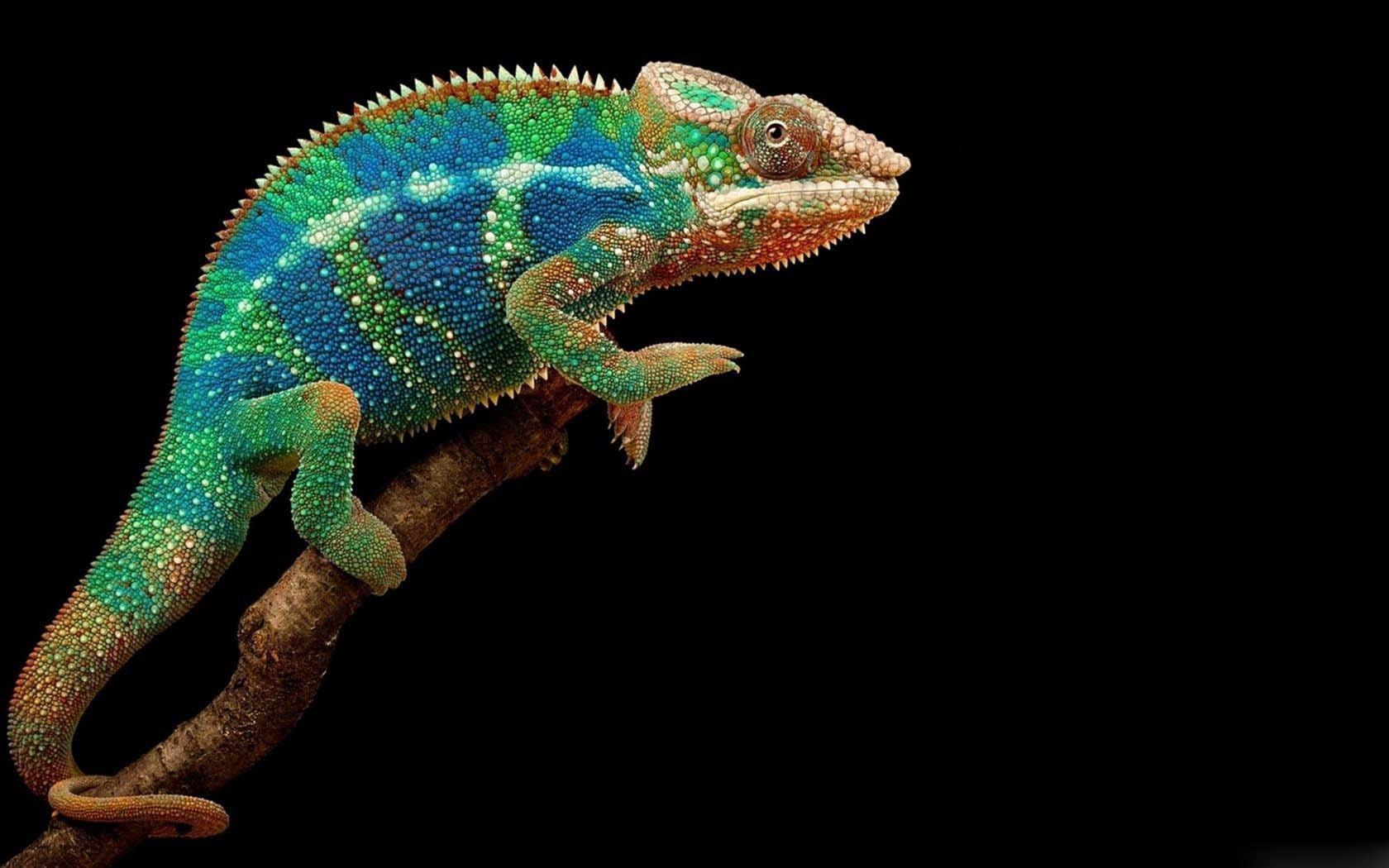Panther Chameleon Wallpapers Hd - Does A Chameleon Change Its Colour - HD Wallpaper 
