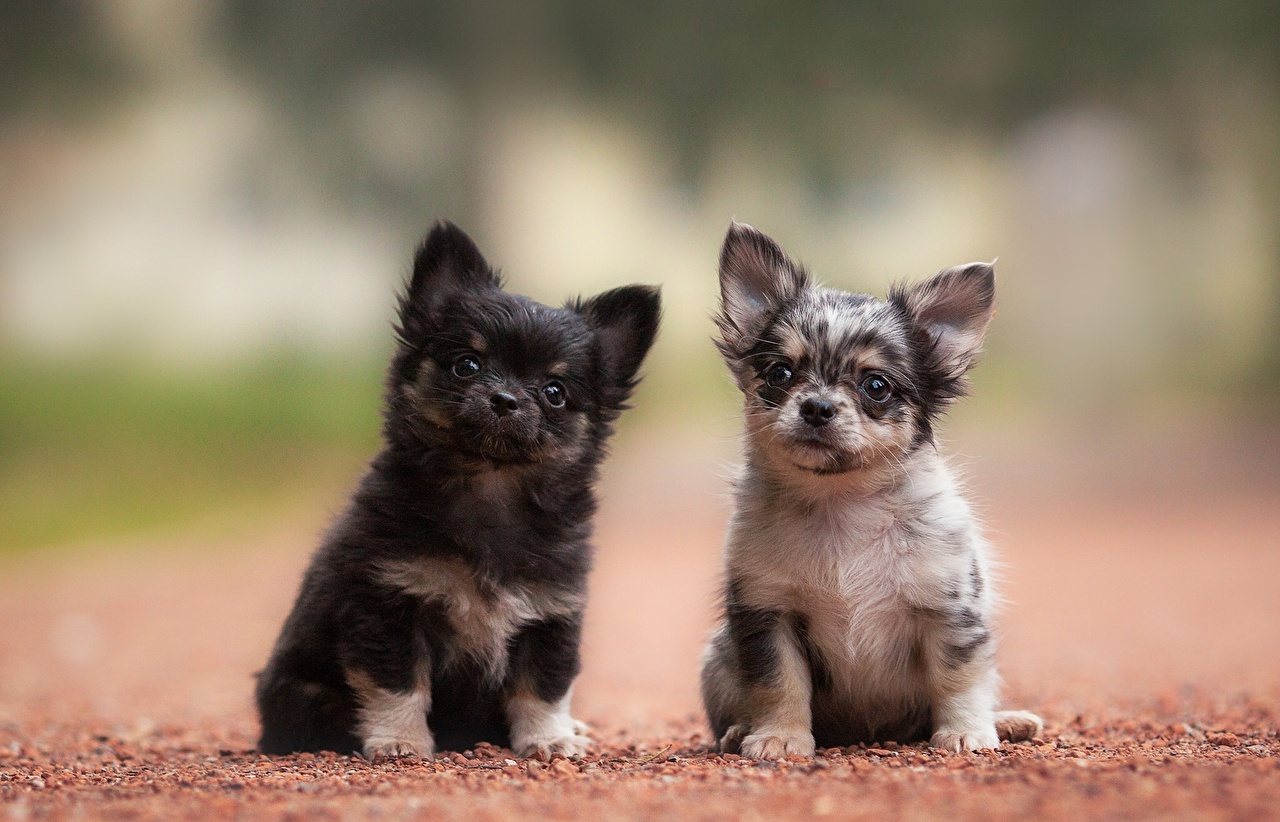 Cute Hd Wallpapers Puppys Chihuahua - HD Wallpaper 