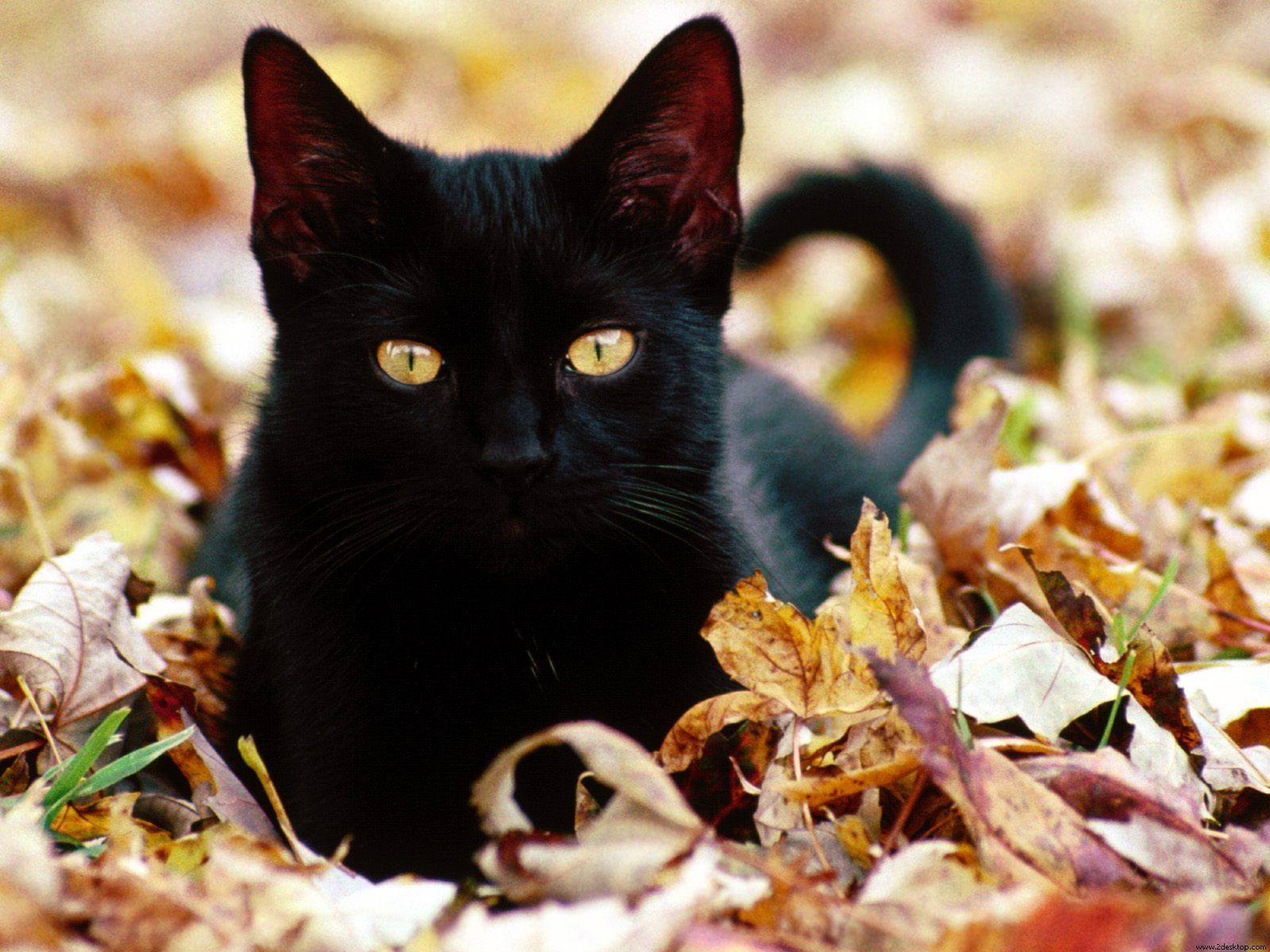 Free Black Cat Wallpapers - HD Wallpaper 