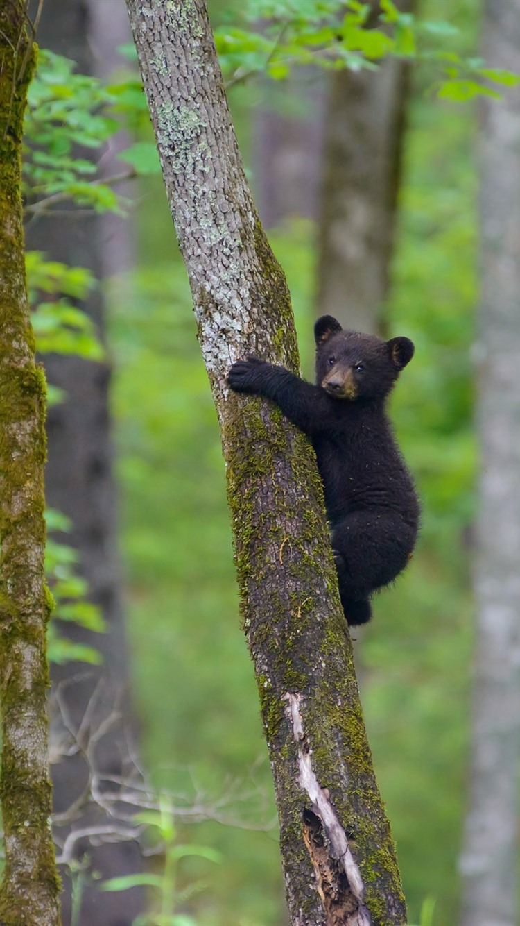 Iphone Wallpaper Black Bear Cub Climbing The Tree - Black Bear Wallpaper Iphone - HD Wallpaper 