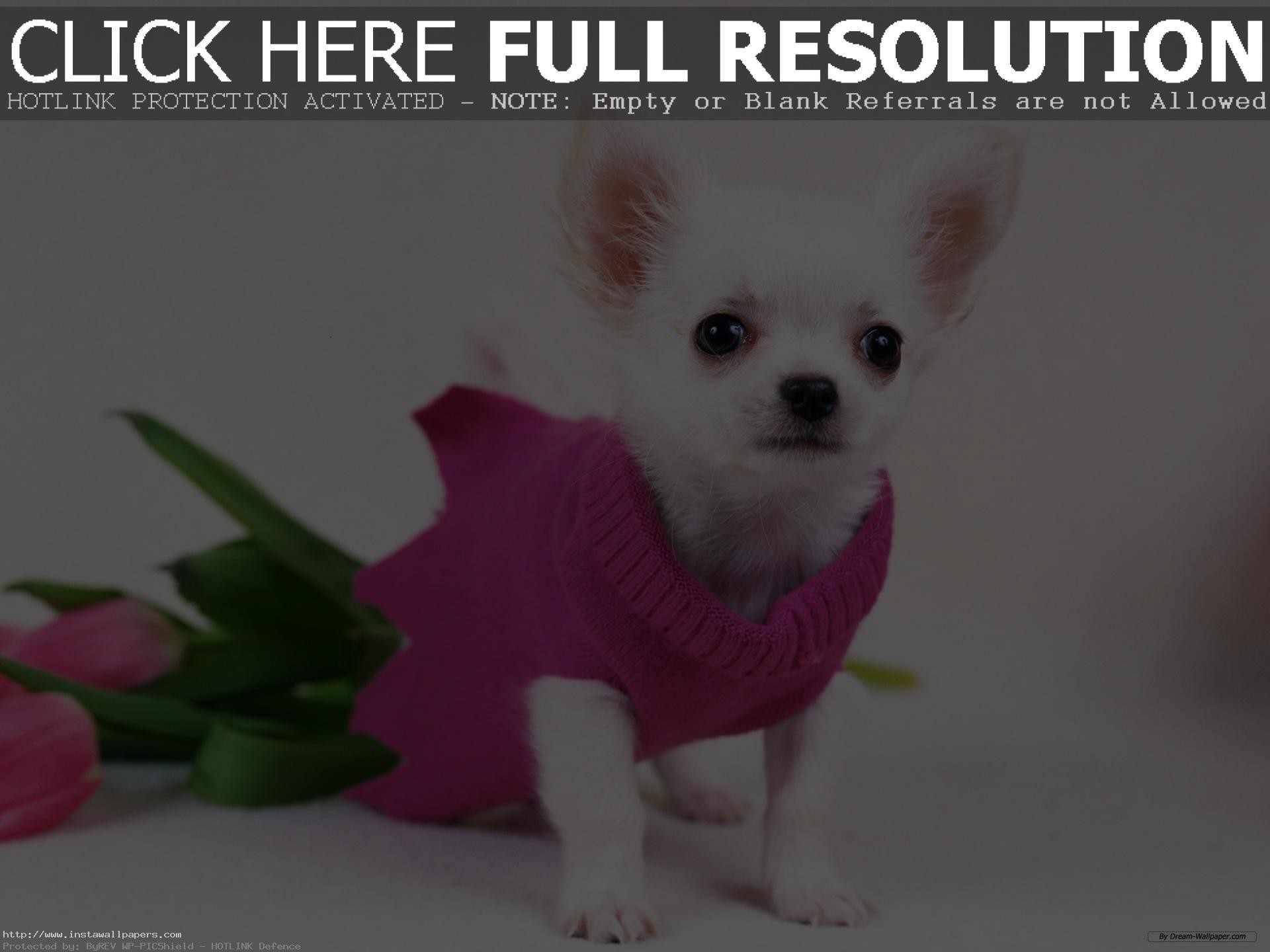 Free Chihuahua Puppy Wallpaper For Desktop Hd Pc Laptop - Warren Street Tube Station - HD Wallpaper 
