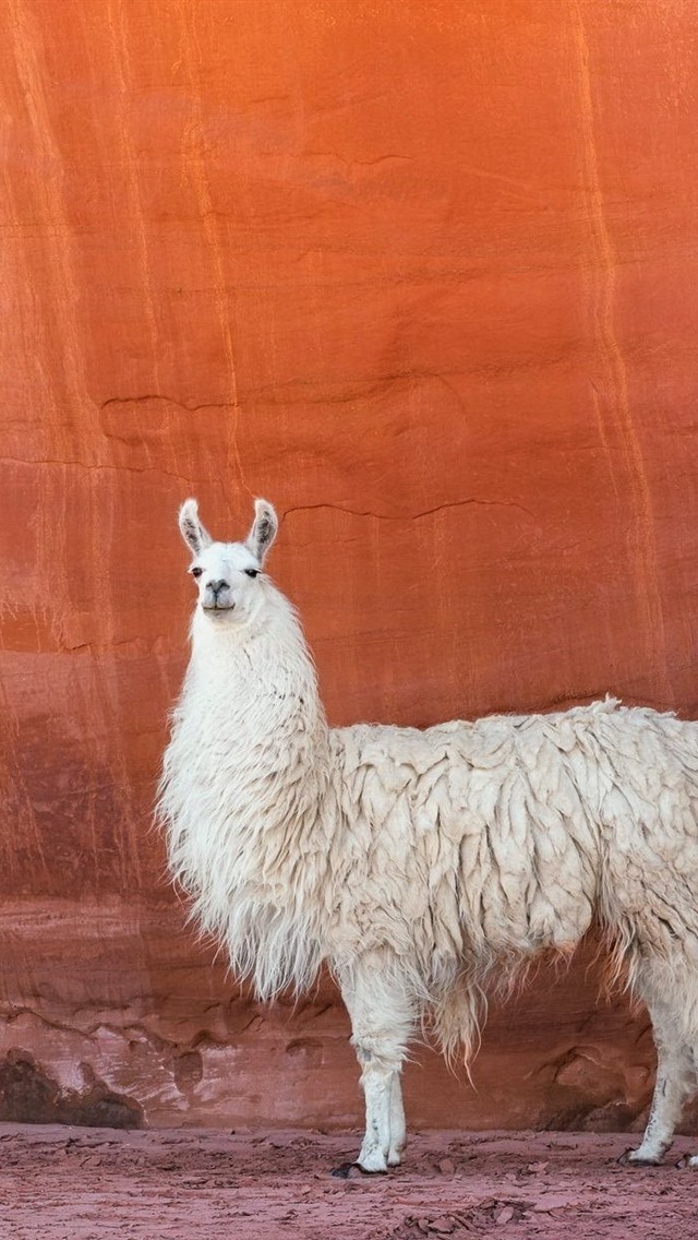 Iphone Wallpaper White Llama, Red Wall - Desktop Background Cute Animal - HD Wallpaper 