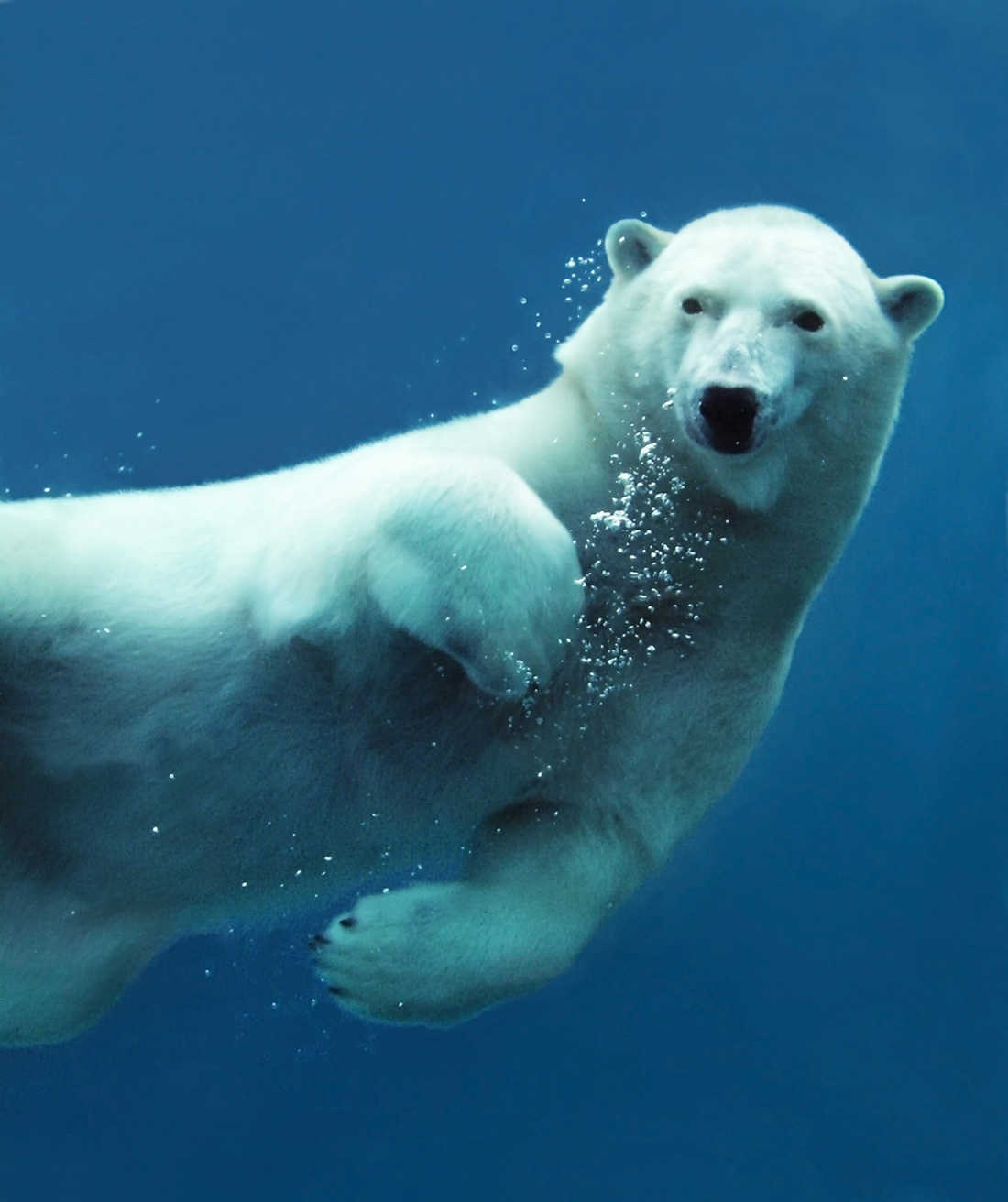 Polar Bear Swimming Clipart - HD Wallpaper 