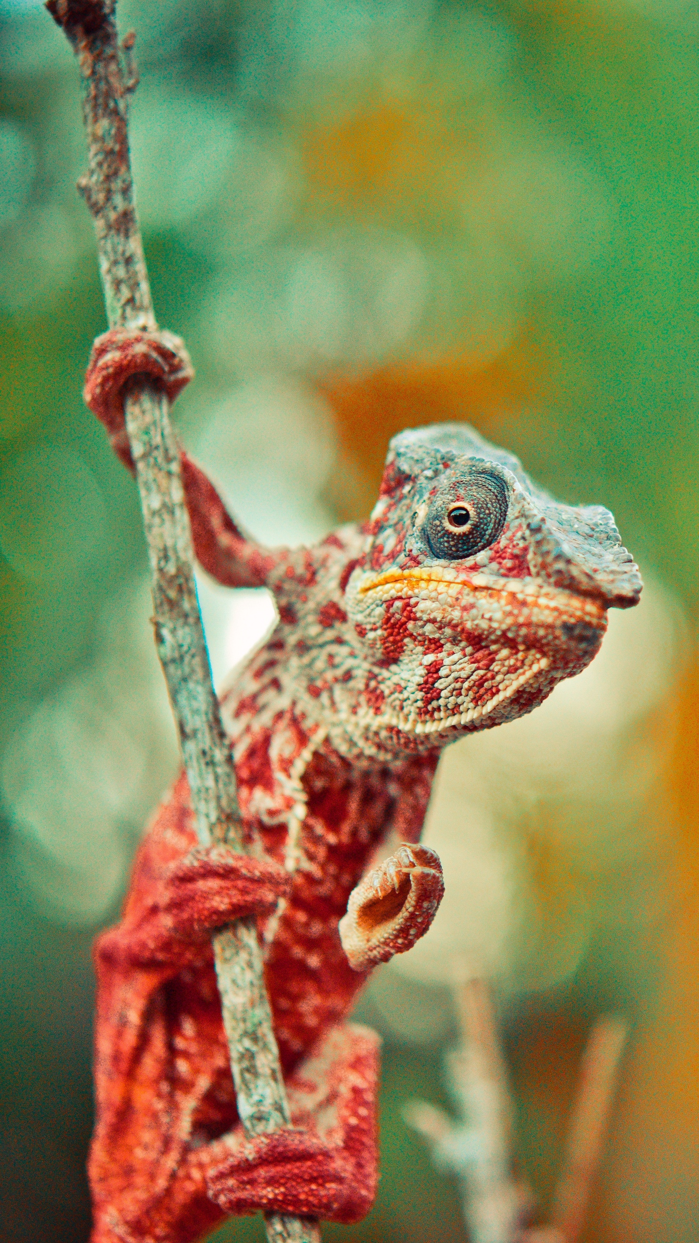 Wallpaper Chameleon, Reptile, Lizard, Color - 4k Ultra Reptiles 4k - HD Wallpaper 