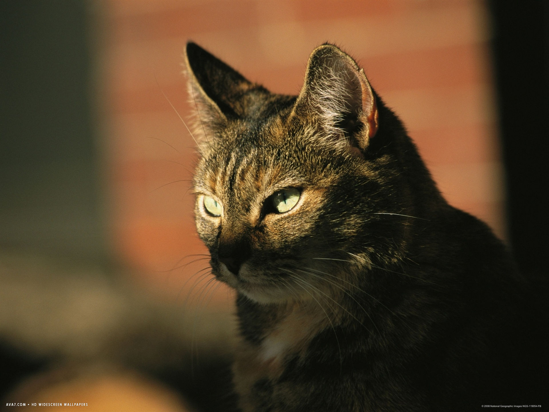 A Portrait Of A Pet Tabby Cat Desktop Wallpaper - HD Wallpaper 