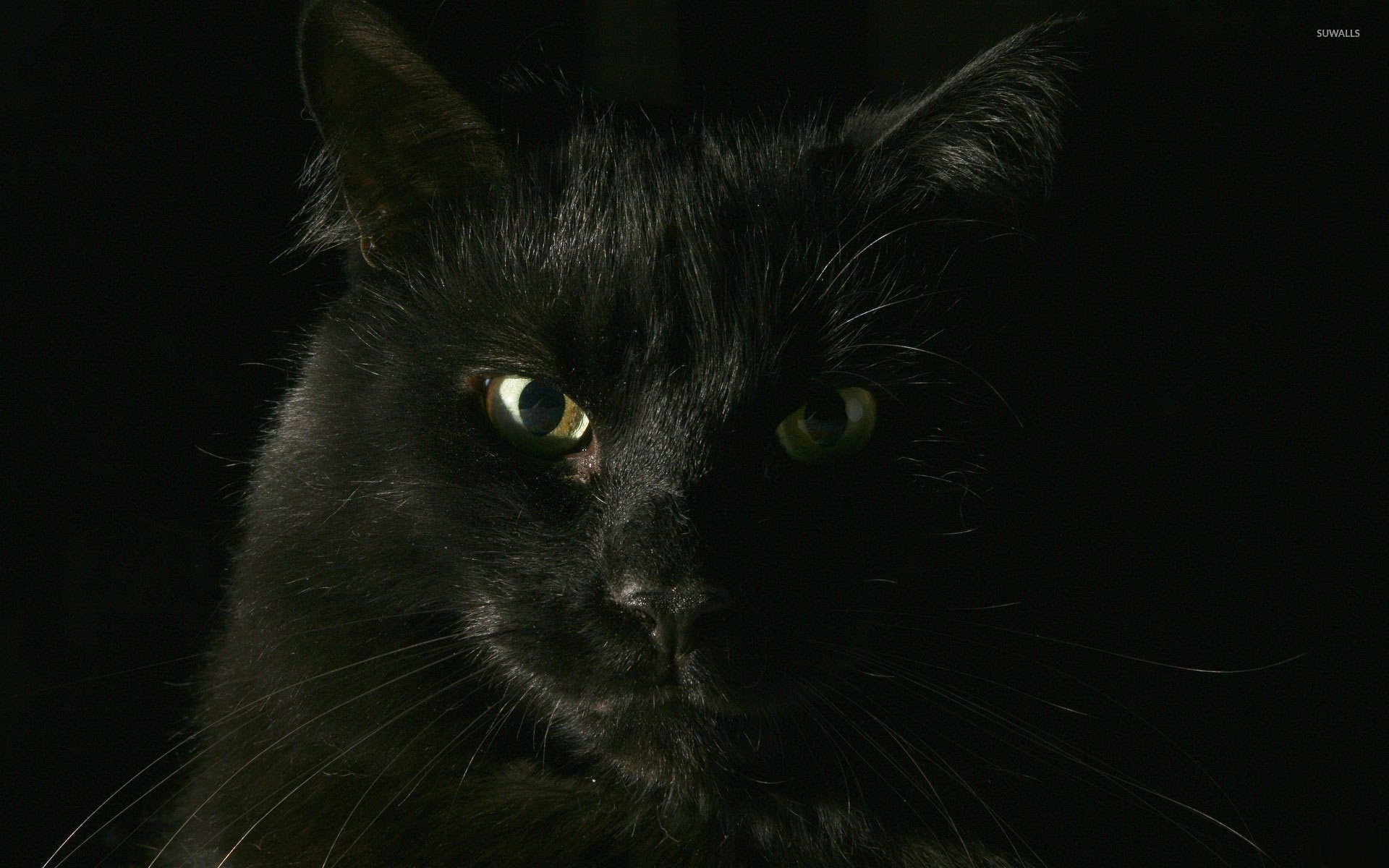 Cute Background Black Cats - HD Wallpaper 