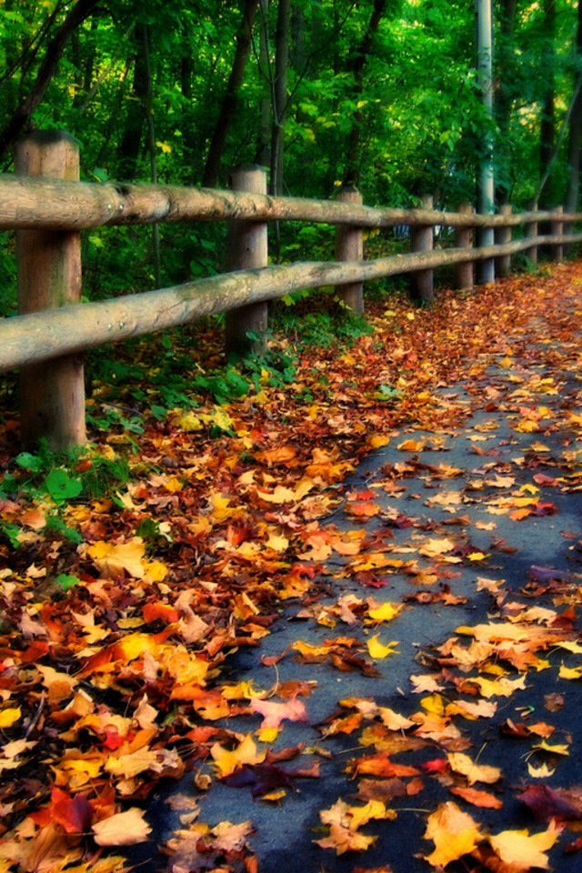 17 Best Images About Phone Wallpaper On Pinterest - Fall Background For Phone - 640x960 Wallpaper 17 Best Images About Phone Wallpaper On Pinterest - Fall Background For Phone - 640x960 Wallpaper