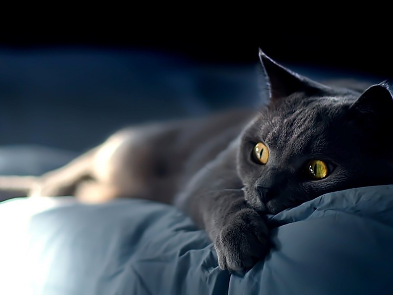 Lazy Black Cat Wallpaper Hd - Pc Wallpaper Cat - HD Wallpaper 