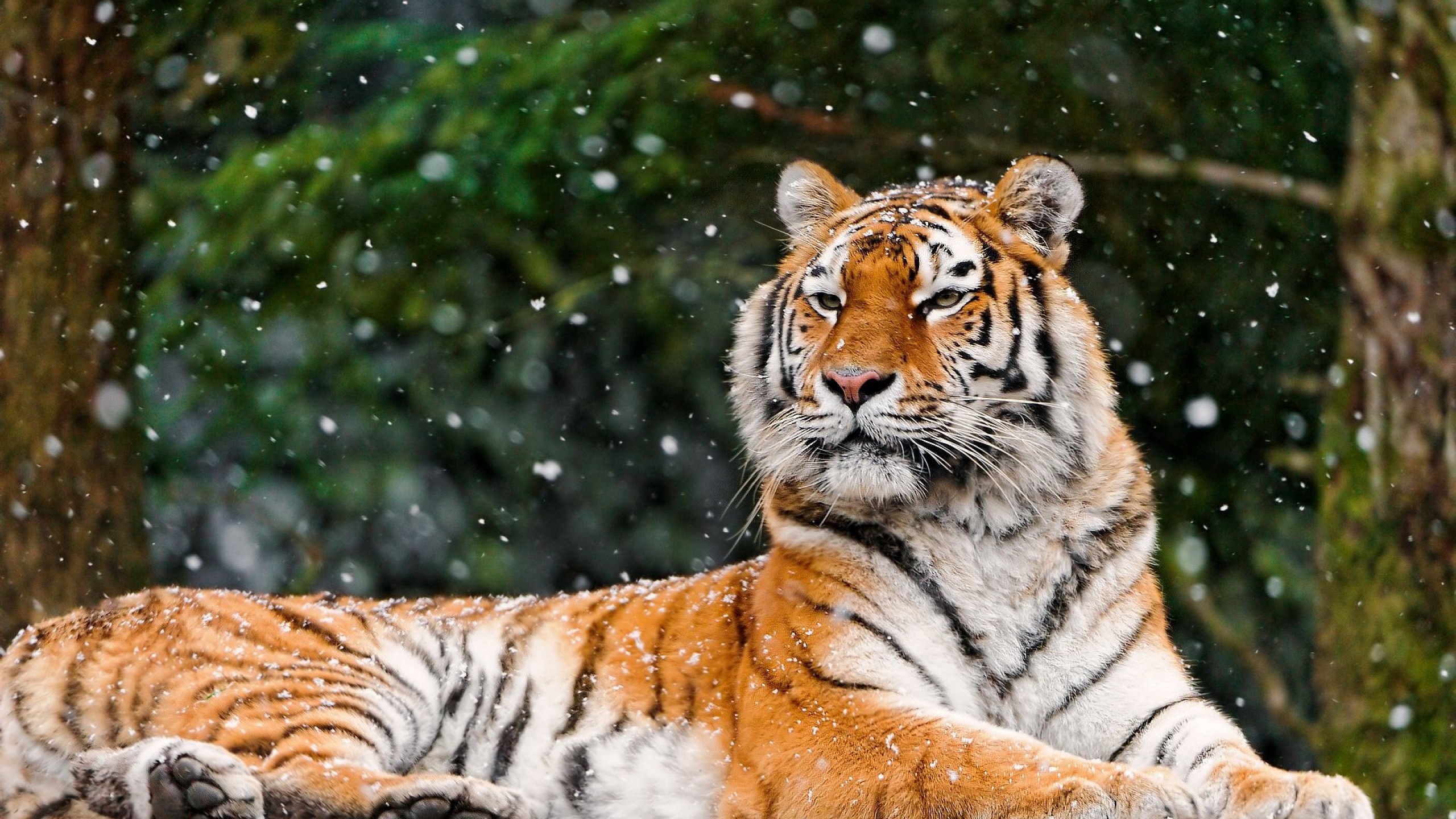 Wallpaper Tiger, Snow, Lying, Animal - Wonderful Images Of Tiger - HD Wallpaper 