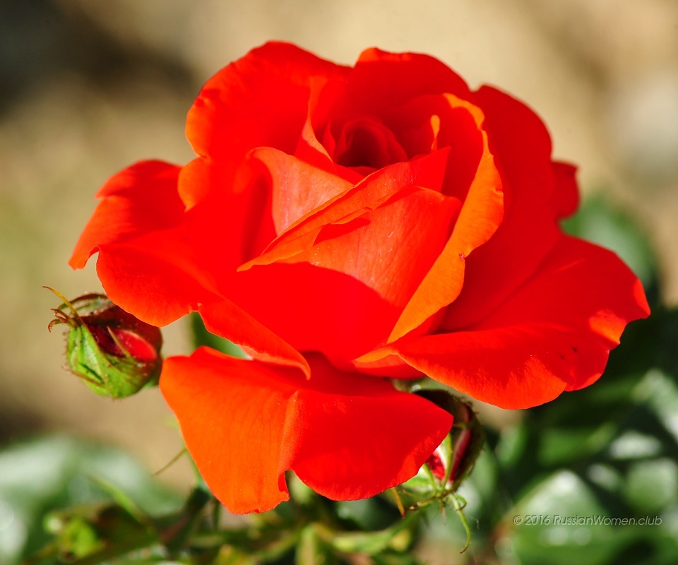 Lyf Flame - Fondos De Flores Para J5 Prime - HD Wallpaper 