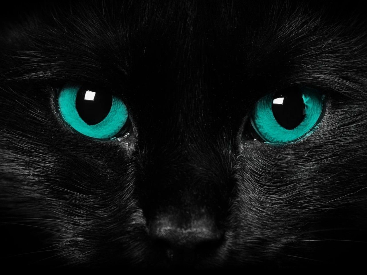 Black Cat With Blue And Green Eyes - HD Wallpaper 