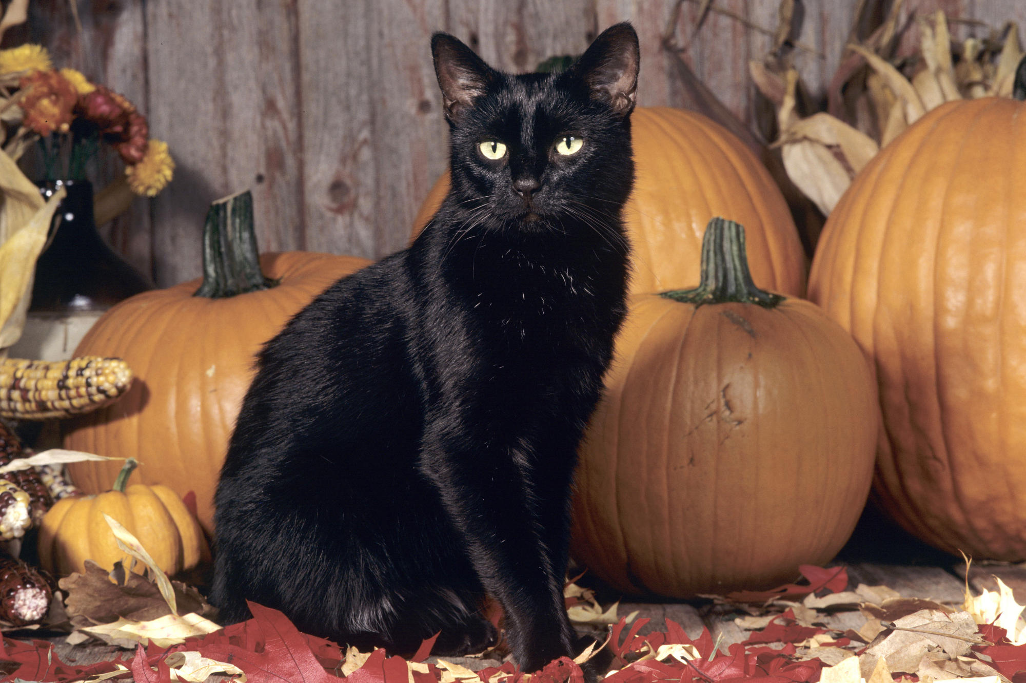 Scary Black Cat Wallpaper - Halloween Black Cat Pumpkin - 2000x1333