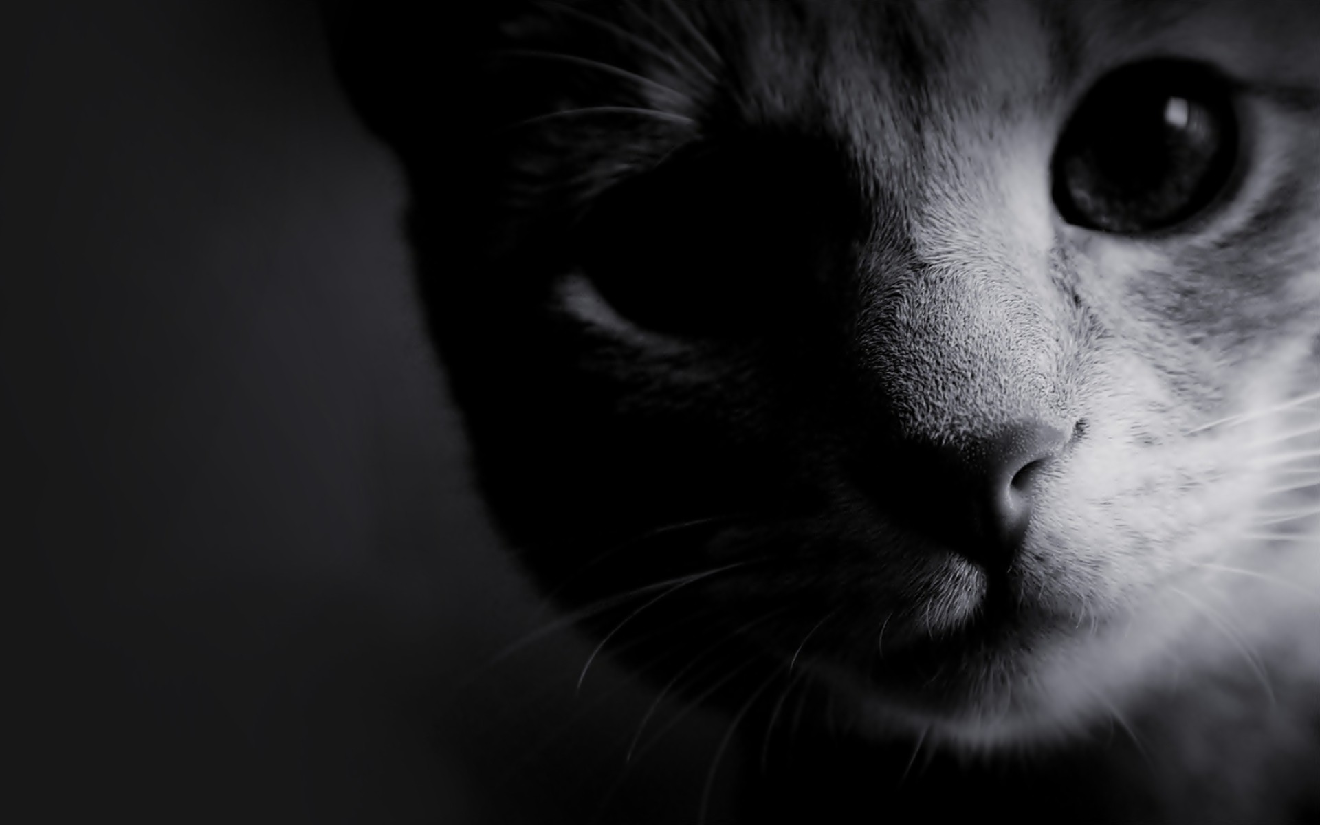 Cat Wallpapers Black And White - HD Wallpaper 