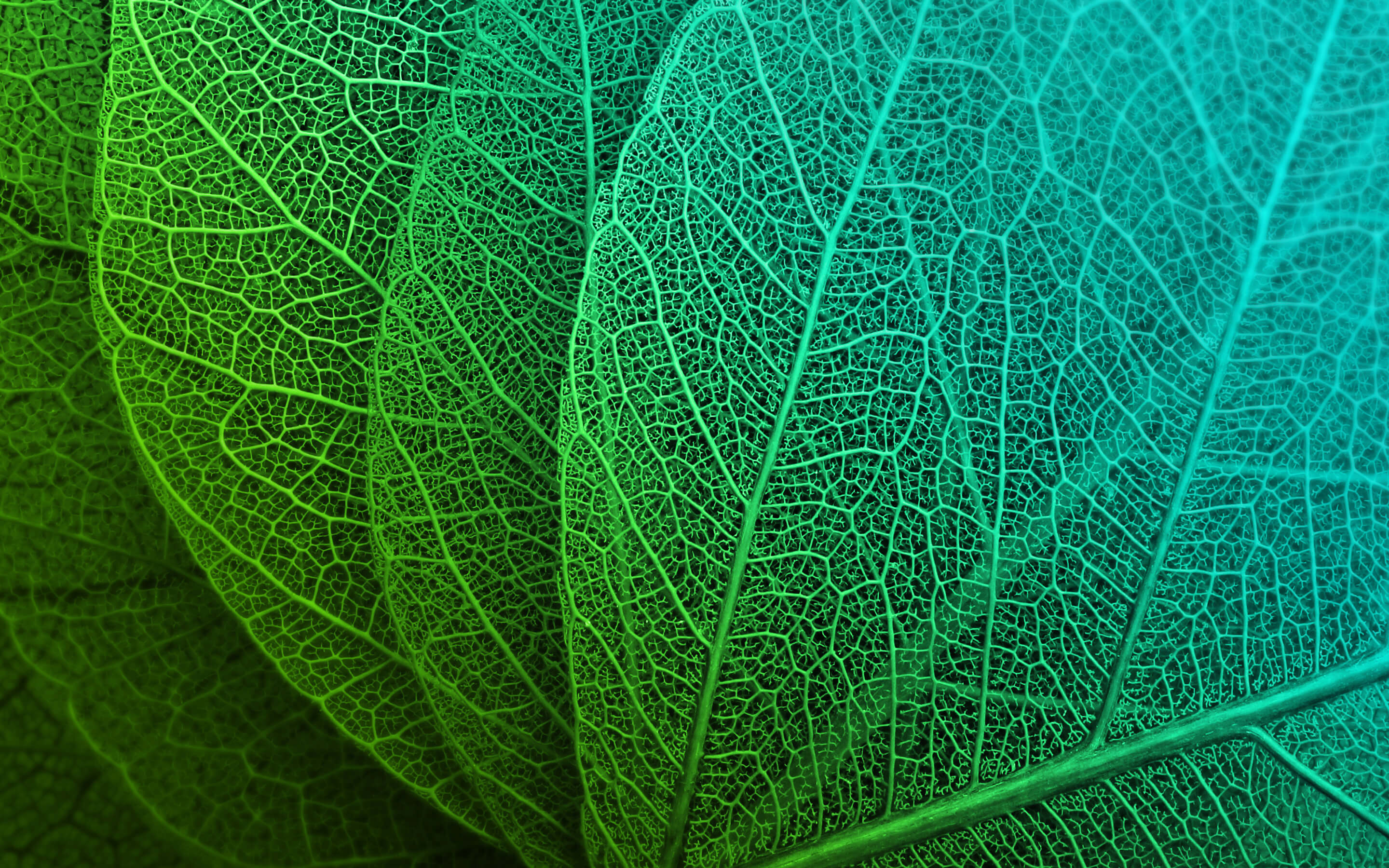 Green Leaves Hd - HD Wallpaper 
