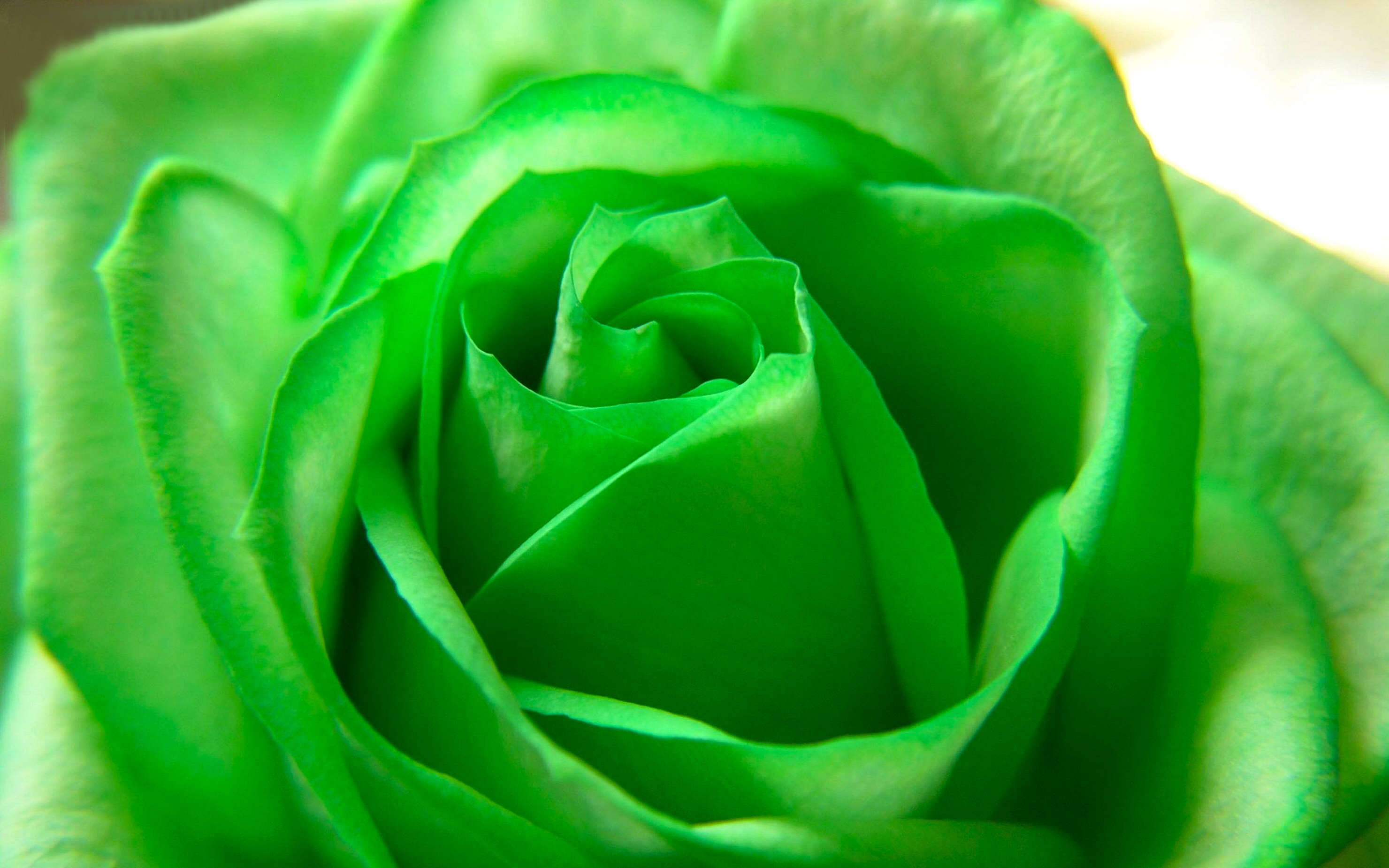 Green Wallpaper Flowers - HD Wallpaper 