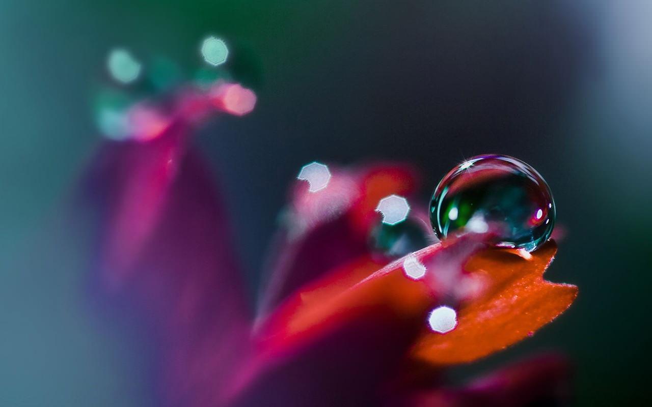 Water Drops Images On Petals - HD Wallpaper 