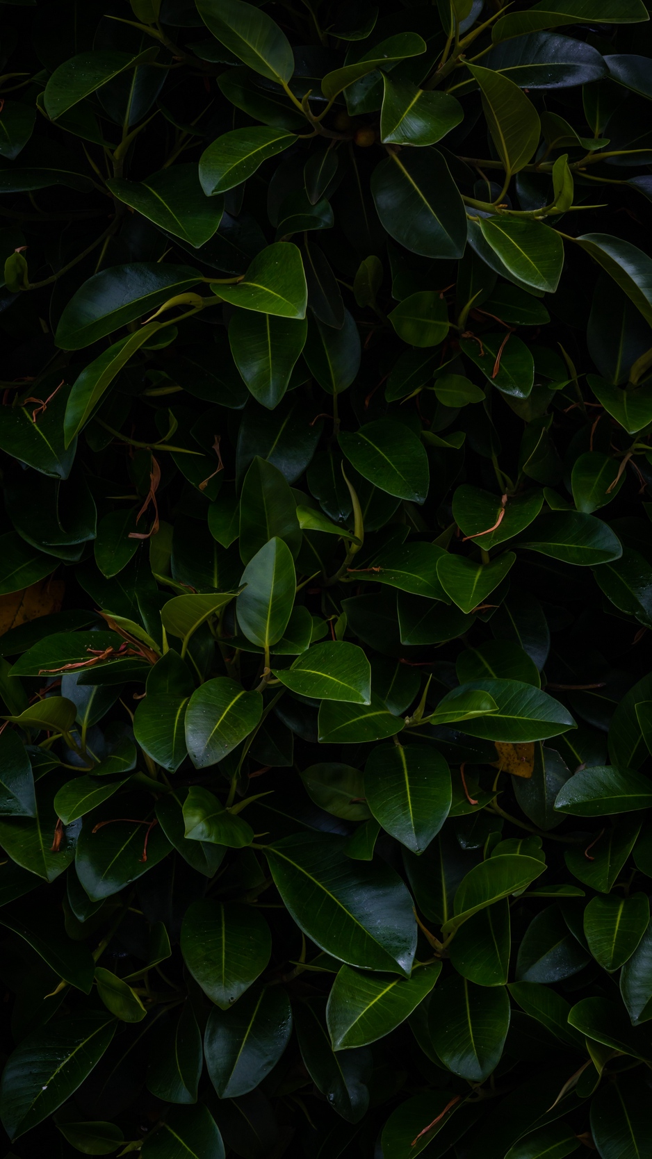 Wallpaper Leaves, Plant, Green, Dark, Branches - Green Leaves 4k Background  - 938x1668 Wallpaper 