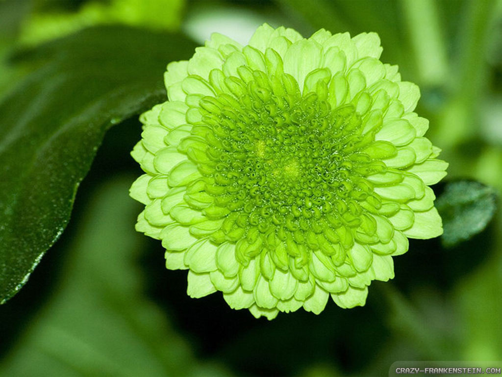 Light Green Coloured Flowers - HD Wallpaper 