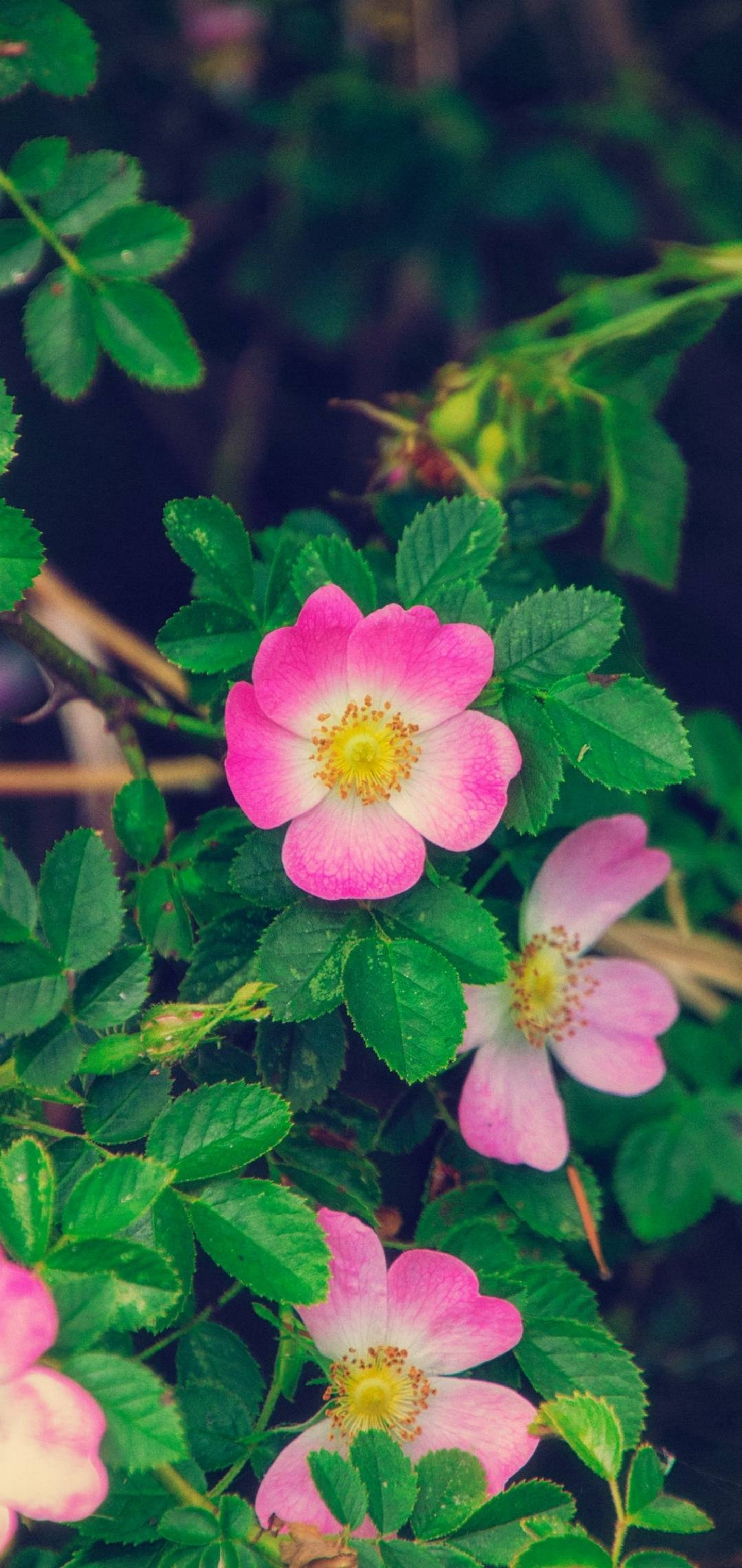 Green Leaves Pink Flower Wallpaper - Green And Pink Hd Flower - HD Wallpaper 