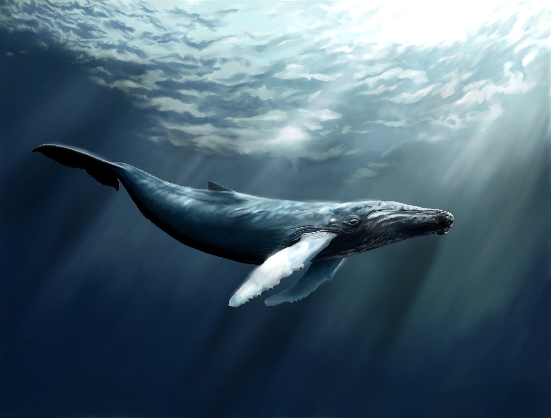 Whale Wallpaper Hd - HD Wallpaper 