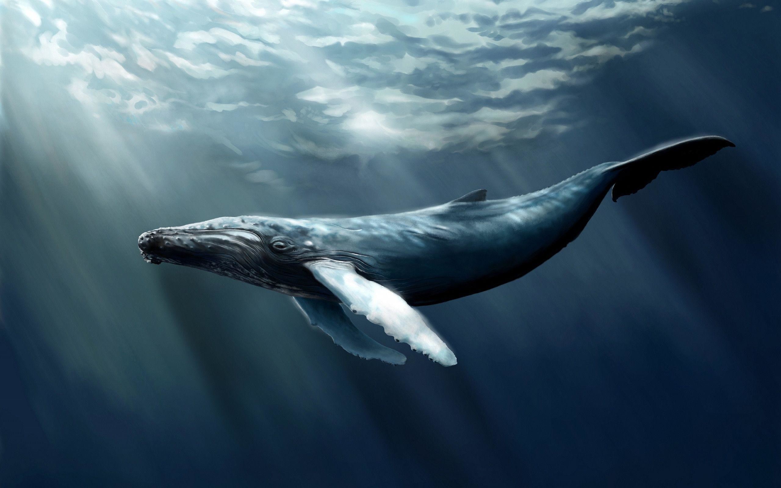 2560x1600, Humpback Whale Art Wallpaper 
 Data Id 331491 - Blue Whale Jumping Out Of Water - HD Wallpaper 