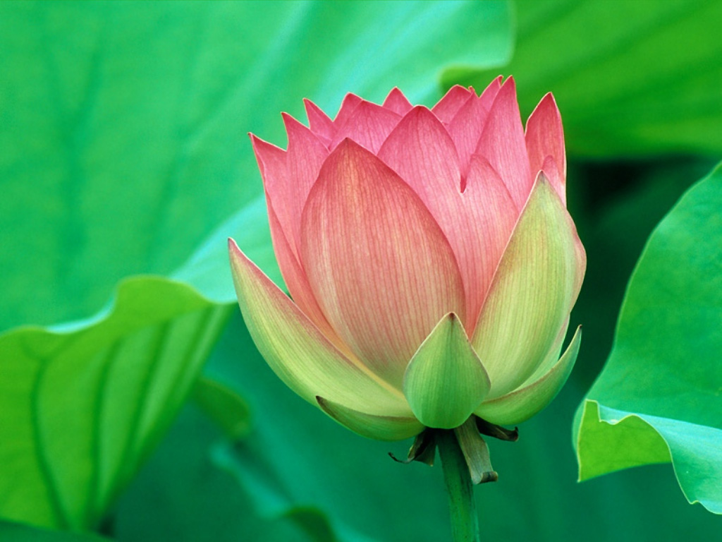 Green Flower Wallpaper - Lotus Flower - 1024x768 Wallpaper Green Flower Wallpaper - Lotus Flower - 1024x768 Wallpaper