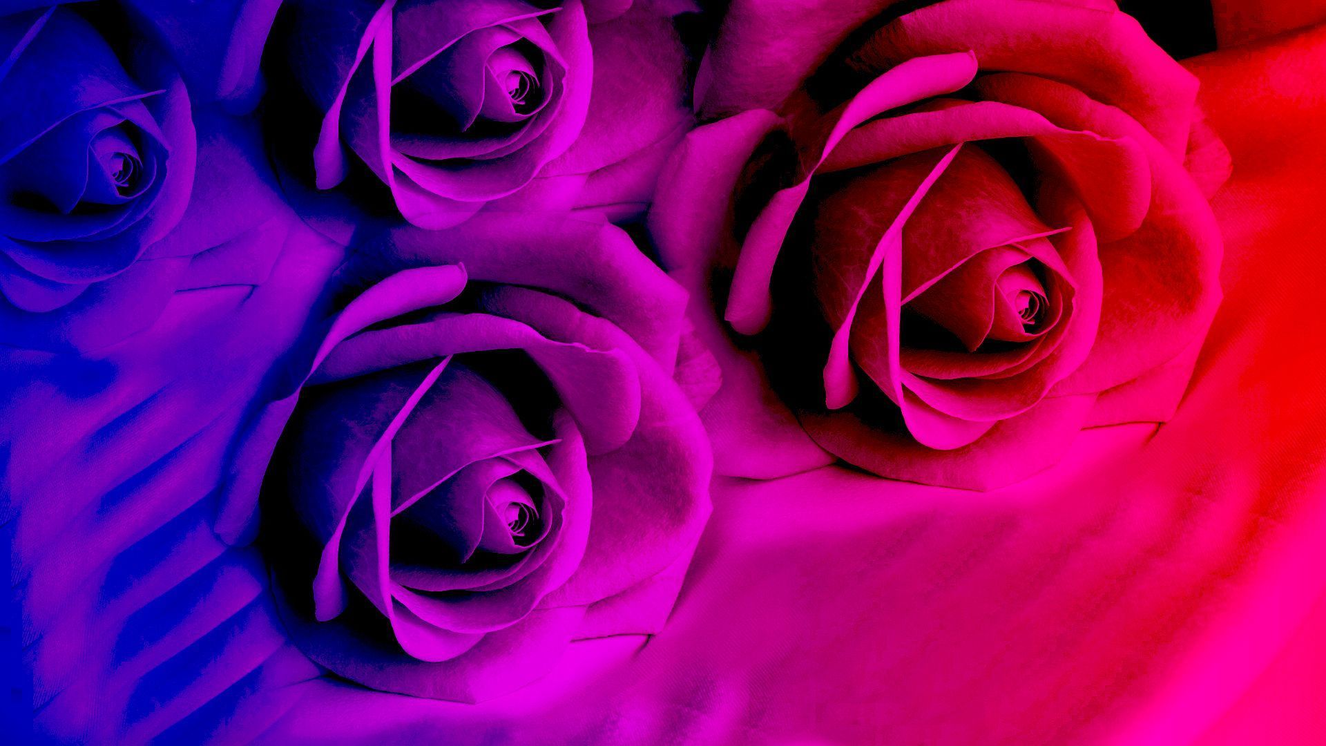 Pink I Love You Live Wallpaper Free Download Of Android - Violet Color  Wallpaper Hd - 1920x1080 Wallpaper 