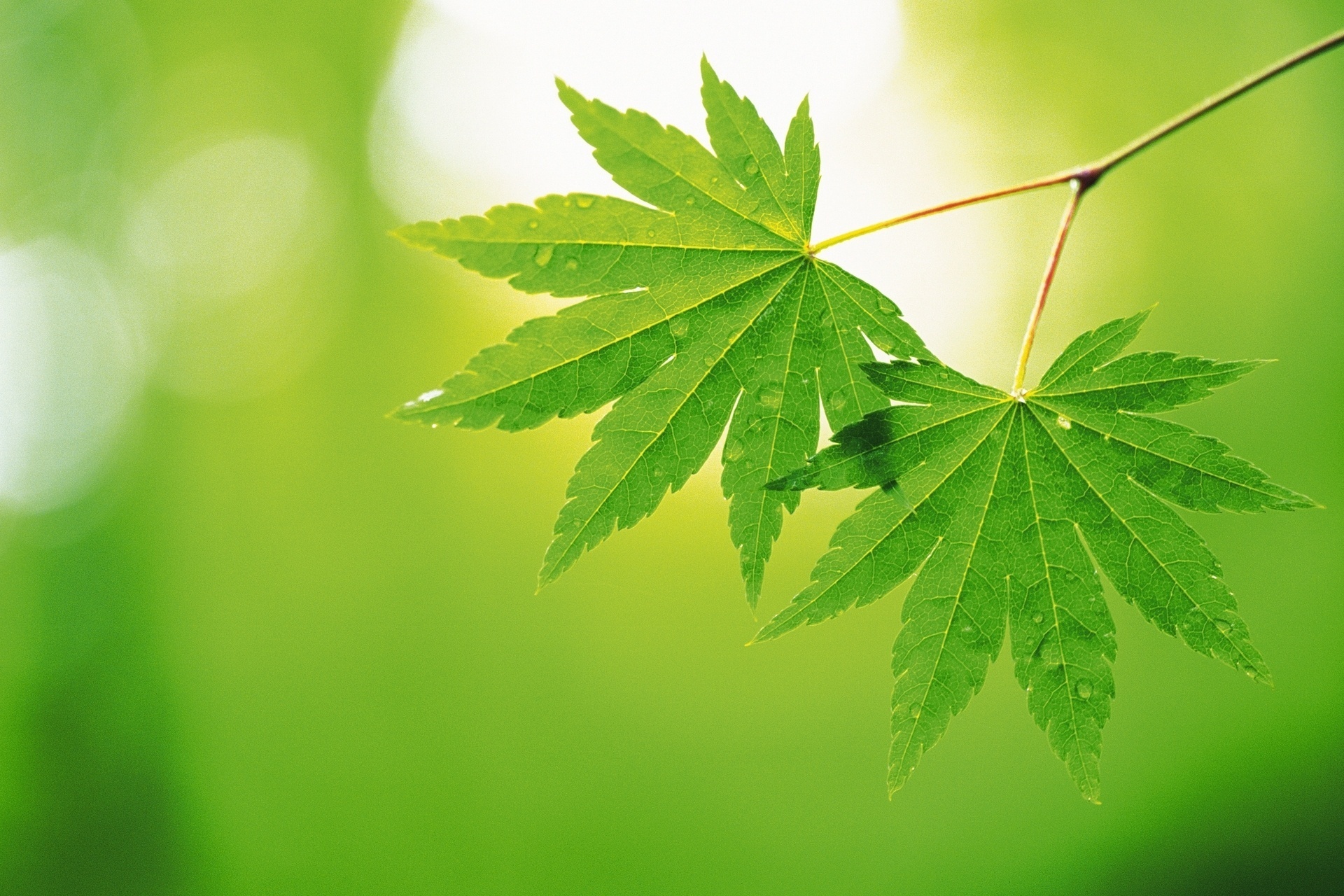 Green Leaves - High Resolution Green Leaf - HD Wallpaper 