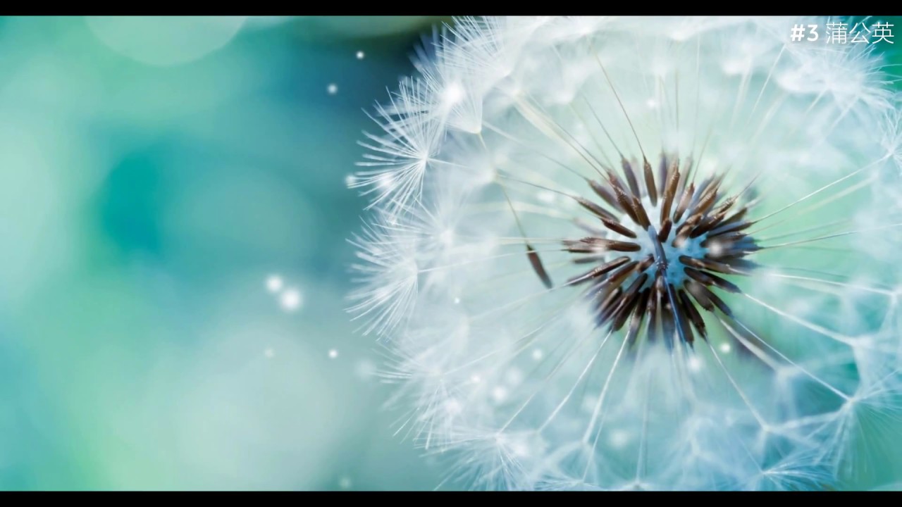 Ubuntu Wallpaper Hd Flower - HD Wallpaper 