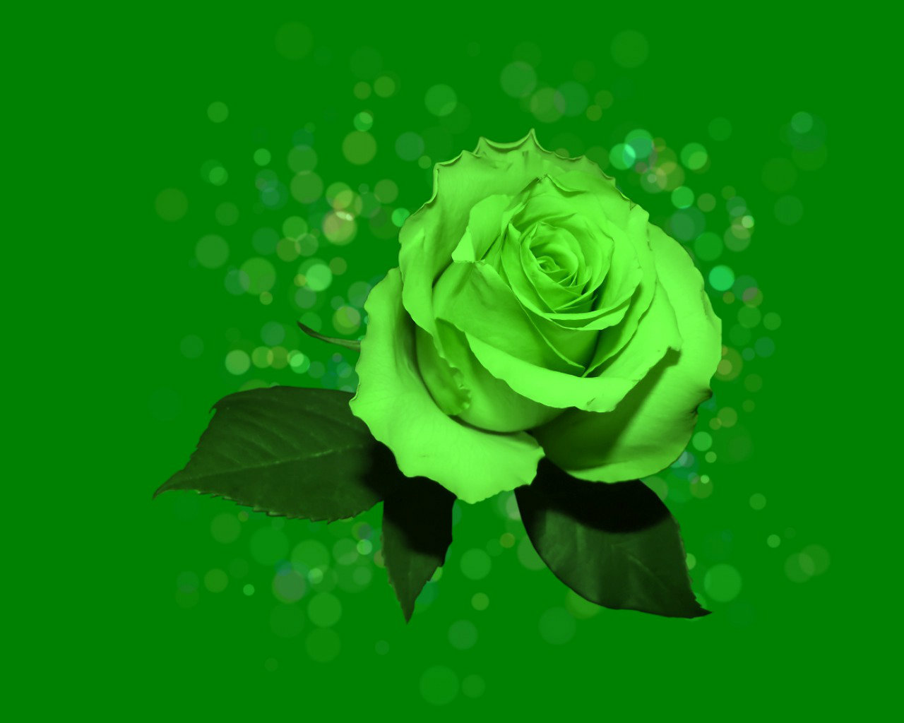 Most Beautiful Green Roses - 1280x1024 Wallpaper 