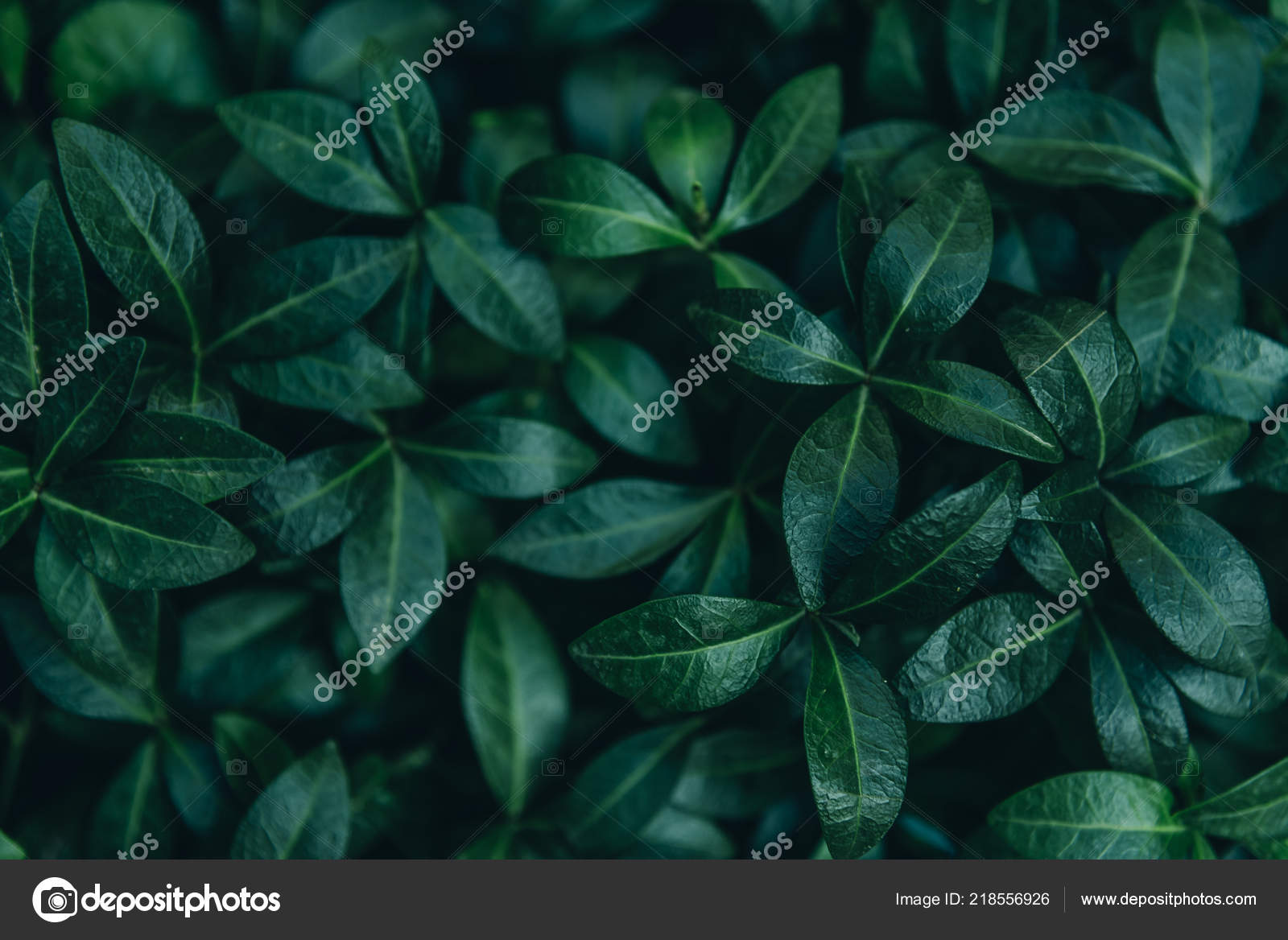 Nature Leaves Background - HD Wallpaper 