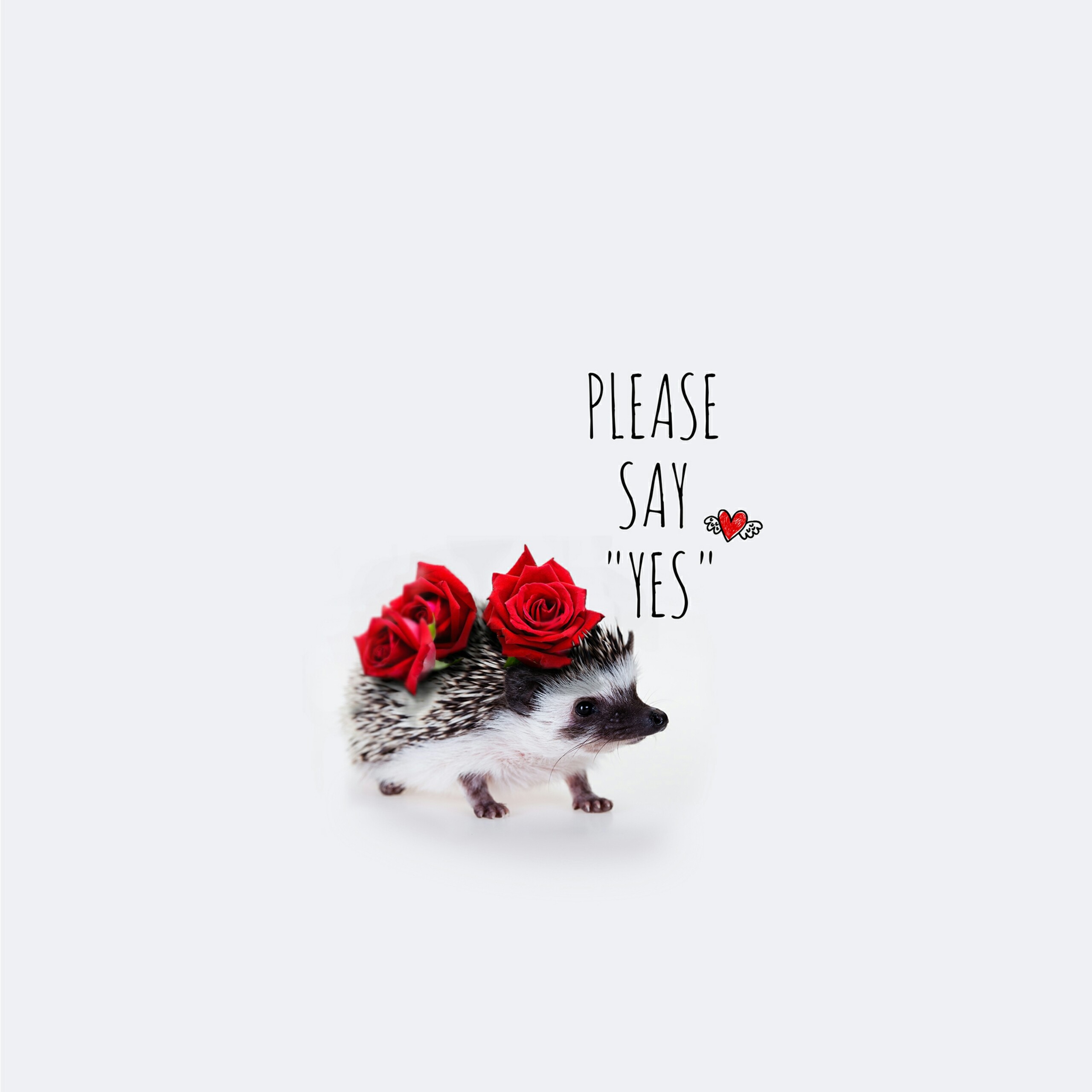 Cute Hedgehog - HD Wallpaper 