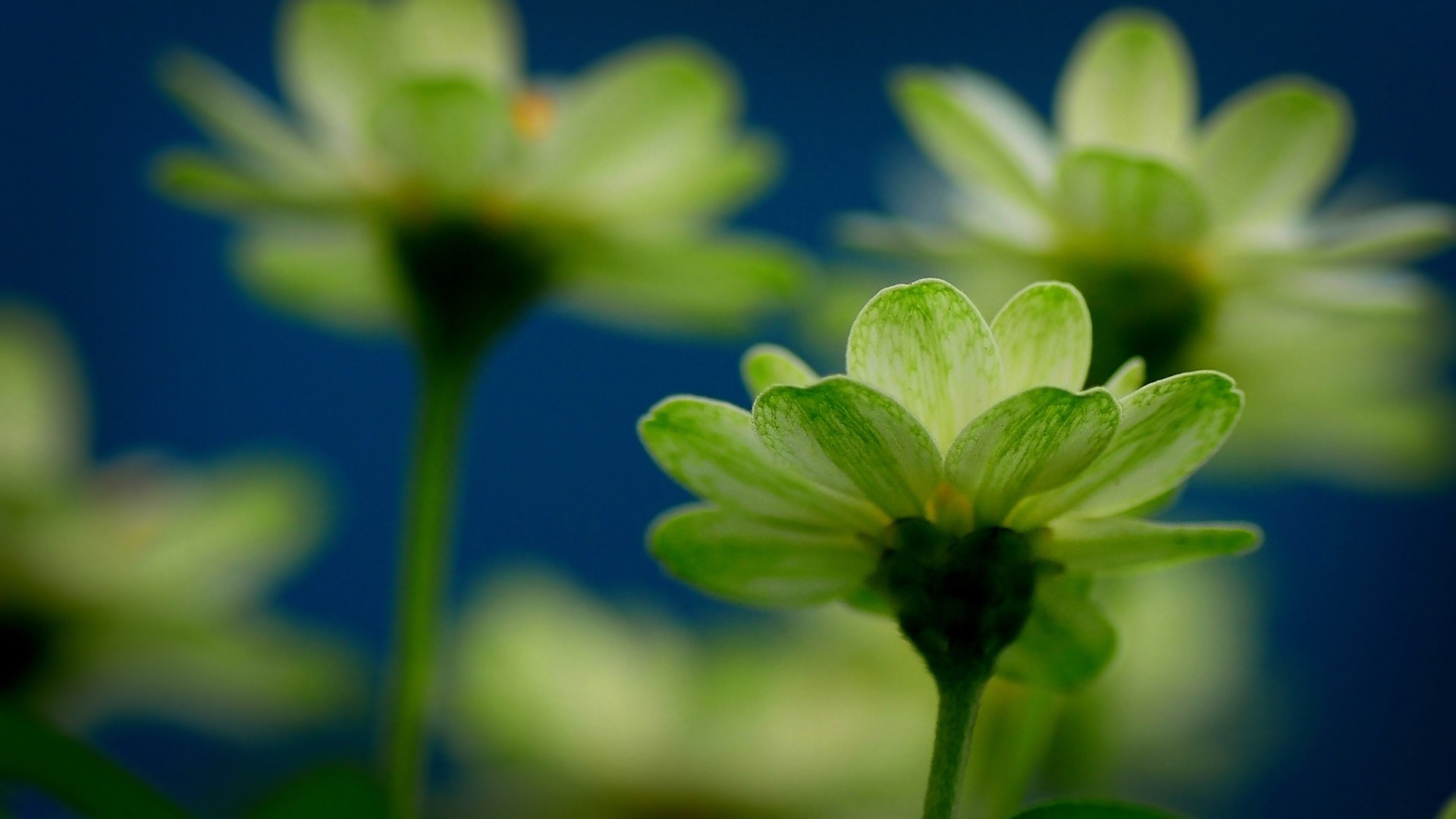 Green Beautiful Flowers - HD Wallpaper 